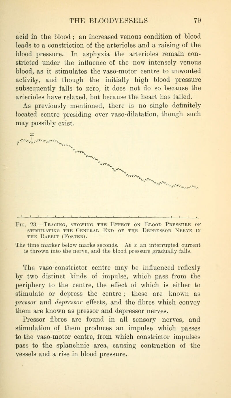 acid in the blood ; an increased venous condition of blood leads to a constriction of the arterioles and a raising of the blood pressure. Li asphyxia the arterioles remain con- stricted under the influence of the now intensely venous blood, as it stimulates the vaso-motor centre to unwonted activity, and though the initially high blood pressure subsequently falls to zero, it does not do so because the arterioles have relaxed, but because the heart has failed. As previously mentioned, there is no single definitely located centre presiding over vaso-dilatation, though such may possibly exist. Fig. 23.—Tracing, showing the Effect on Blood Pressure of STIMULATING THE CENTRAL EnD OF THE DEPRESSOR NeRVE IN THE Rabbit (Foster). The time marker below marks seconds. At x an interrupted current is thrown into the nerve, and the blood pressure gradually falls. The vaso-constrictor centre may be influenced reflexly by two distinct kinds of impulse, which pass from the periphery to the centre, the effect of which is either to stimulate or depress the centre; these are known as pressor and dejn-essor eftects, and the fibres which convey them are known as pressor and depressor nerves. Pressor fibres are found in all sensory nerves, and stimulation of them produces an impulse which passes to the vaso-motor centre, from which constrictor impulses pass to the splanchnic area, causing contraction of the vessels and a rise in blood pressure.