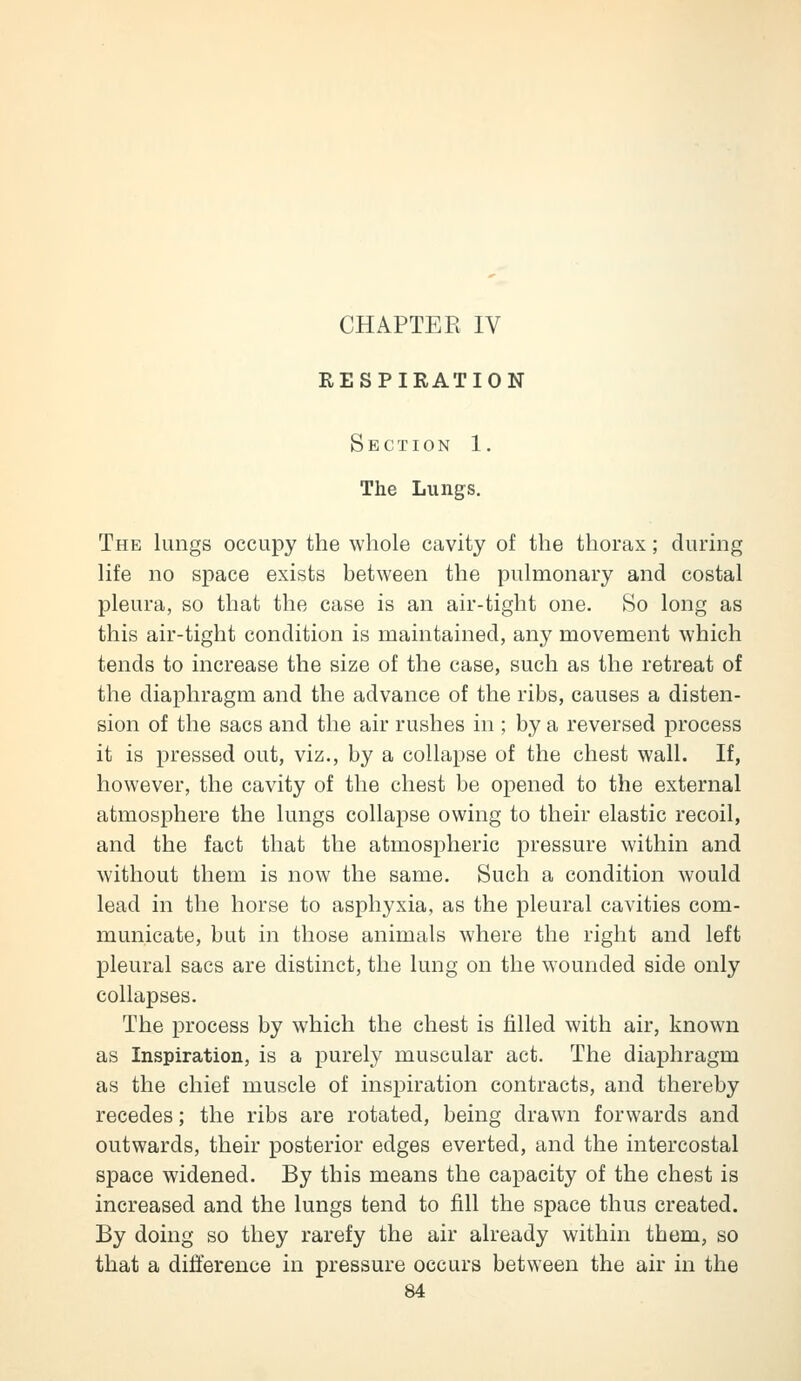 CHAPTER IV RESPIRATION Section 1. The Lungs. The lungs occupy the whole cavity of the thorax; during life no space exists between the pulmonary and costal pleura, so that the case is an air-tight one. So long as this air-tight condition is maintained, any movement which tends to increase the size of the case, such as the retreat of the diaphragm and the advance of the ribs, causes a disten- sion of the sacs and the air rushes in ; by a reversed process it is pressed out, viz., by a collapse of the chest wall. If, however, the cavity of the chest be opened to the external atmosphere the lungs collapse owing to their elastic recoil, and the fact that the atmospheric pressure within and without them is now the same. Such a condition would lead in the horse to asphyxia, as the pleural cavities com- municate, but in those animals where the right and left pleural sacs are distinct, the lung on the wounded side only collapses. The process by which the chest is filled with air, known as Inspiration, is a purely muscular act. The diaphragm as the chief muscle of inspiration contracts, and thereby recedes; the ribs are rotated, being drawn forwards and outwards, their posterior edges everted, and the intercostal space widened. By this means the capacity of the chest is increased and the lungs tend to fill the space thus created. By doing so they rarefy the air already within them, so that a difference in pressure occurs between the air in the