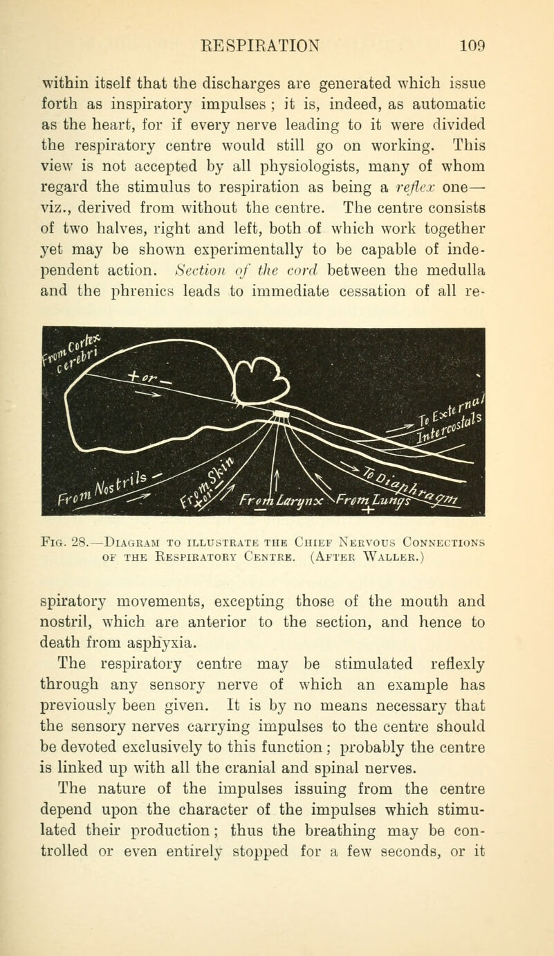 within itself that the discharges are generated which issue forth as inspiratory impulses ; it is, indeed, as automatic as the heart, for if every nerve leading to it were divided the respiratory centre would still go on working. This view is not accepted by all physiologists, many of whom regard the stimulus to respiration as being a refler one— viz., derived from without the centre. The centre consists of two halves, right and left, both of which work together 3'et may be shown experimentally to be capable of inde- pendent action. Section of the cord between the medulla and the phrenics leads to immediate cessation of all re- FiG. 28.—Diagram to illustrate the Chief Nervous Connections OF THE Respiratory Centre. (After Waller.) spiratory movements, excepting those of the mouth and nostril, which are anterior to the section, and hence to death from asphyxia. The respiratory centre may be stimulated reflexly through any sensory nerve of which an example has previously been given. It is by no means necessary that the sensory nerves carrying impulses to the centre should be devoted exclusively to this function ; probably the centre is linked up with all the cranial and spinal nerves. The nature of the impulses issuing from the centre depend upon the character of the impulses which stimu- lated their production; thus the breathing may be con- trolled or even entirely stopped for a few seconds, or it