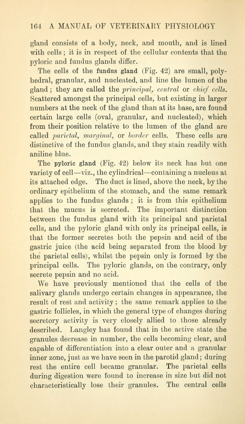 gland consists of a body, neck, and mouth, and is lined ■with cells; it is in respect of the cellular contents that the pyloric and fundus glands differ. The cells of the fundus gland (Fig. 42) are small, poly- hedral, granular, and nucleated, and line the lumen of the gland ; they are called the inincvpal, central or chief cells. Scattered amongst the principal cells, but existing in larger numbers at the neck of the gland than at its base, are found certain large cells (oval, granular, and nucleated), which from their position relative to the lumen of the gland are called imrictal, maniwal, or horcler cells. These cells are distinctive of the fundus glands, and they stain readily with aniline blue. The pyloric gland (Fig. 42) below its neck has but one variety of cell—viz., the cylindrical—containing a nucleus at its attached edge. The duct is lined, above the neck, by the ordinary epithelium of the stomach, and the same remark applies to the fundus glands ; it is from this epithelium that the mucus is secreted. The important distinction between the fundus gland with its principal and parietal cells, and the pyloric gland with only its principal cells, is that the former secretes both the pepsin and acid of the gastric juice (the acid being separated from the blood by the parietal cells), whilst the pepsin only is formed by the principal cells. The pyloric glands, on the contrary, only secrete pepsin and no acid. We have previously mentioned that the cells of the salivary glands undergo certain changes in appearance, the result of rest and activity; the same remark applies to the gastric follicles, in which the general type of changes during secretory activity is very closely allied to those already described. Langley has found that in the active state the granules decrease in number, the cells becoming clear, and capable of differentiation into a clear outer and a granular inner zone, just as we have seen in the parotid gland; during rest the entire cell became granular. The parietal cells during digestion were found to increase in size but did not characteristically lose their granules. The central cells