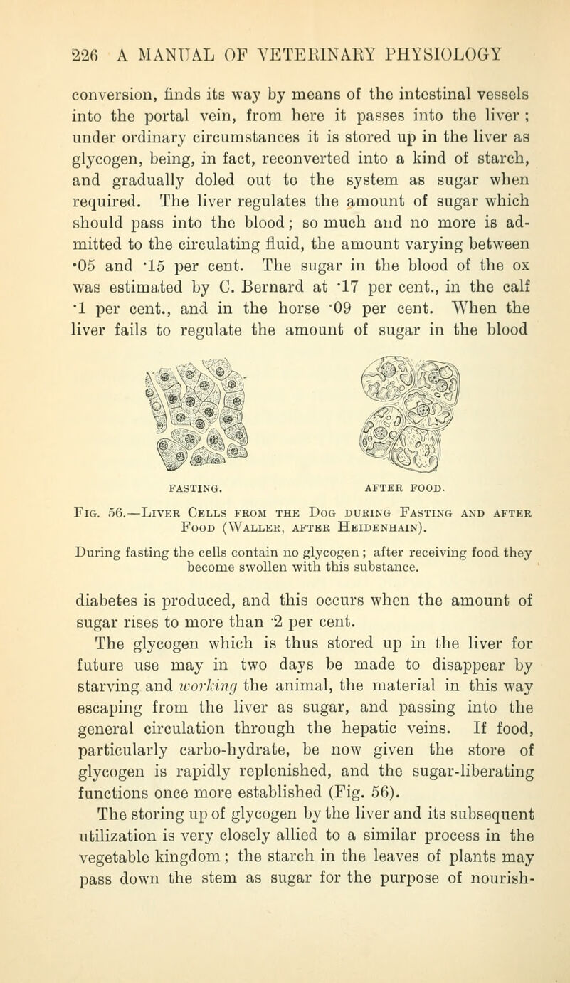 conversion, finds its way by means of the intestinal vessels into the portal vein, from here it passes into the liver ; under ordinary circumstances it is stored up in the liver as glycogen, being, in fact, reconverted into a kind of starch, and gradually doled out to the system as sugar when required. The liver regulates the amount of sugar which should pass into the blood; so much and no more is ad- mitted to the circulating fluid, the amount varying between •05 and '15 per cent. The sugar in the blood of the ox was estimated by C. Bernard at '17 per cent., in the calf •1 per cent., and in the horse '09 per cent. When the liver fails to regulate the amount of sugar in the blood ^^#V@\^ ( (^ AFTER FOOD. Fig. 56.—Liver Cells from the Dog during Fasting and after Food (Waller, after Heidenhain). During fasting the cells contain no glycogen ; after receiving food they become swollen with this substance. diabetes is produced, and this occurs when the amount of sugar rises to more than 2 per cent. The glycogen which is thus stored up in the liver for future use may in two days be made to disappear by starving and working the animal, the material in this way escaping from the liver as sugar, and passing into the general circulation through the hepatic veins. If food, particularly carbo-hydrate, be now given the store of glycogen is rapidly replenished, and the sugar-liberating functions once more established (Fig. 56). The storing up of glycogen by the liver and its subsequent utilization is very closely allied to a similar process in the vegetable kingdom; the starch in the leaves of plants may pass down the stem as sugar for the purpose of nourish-