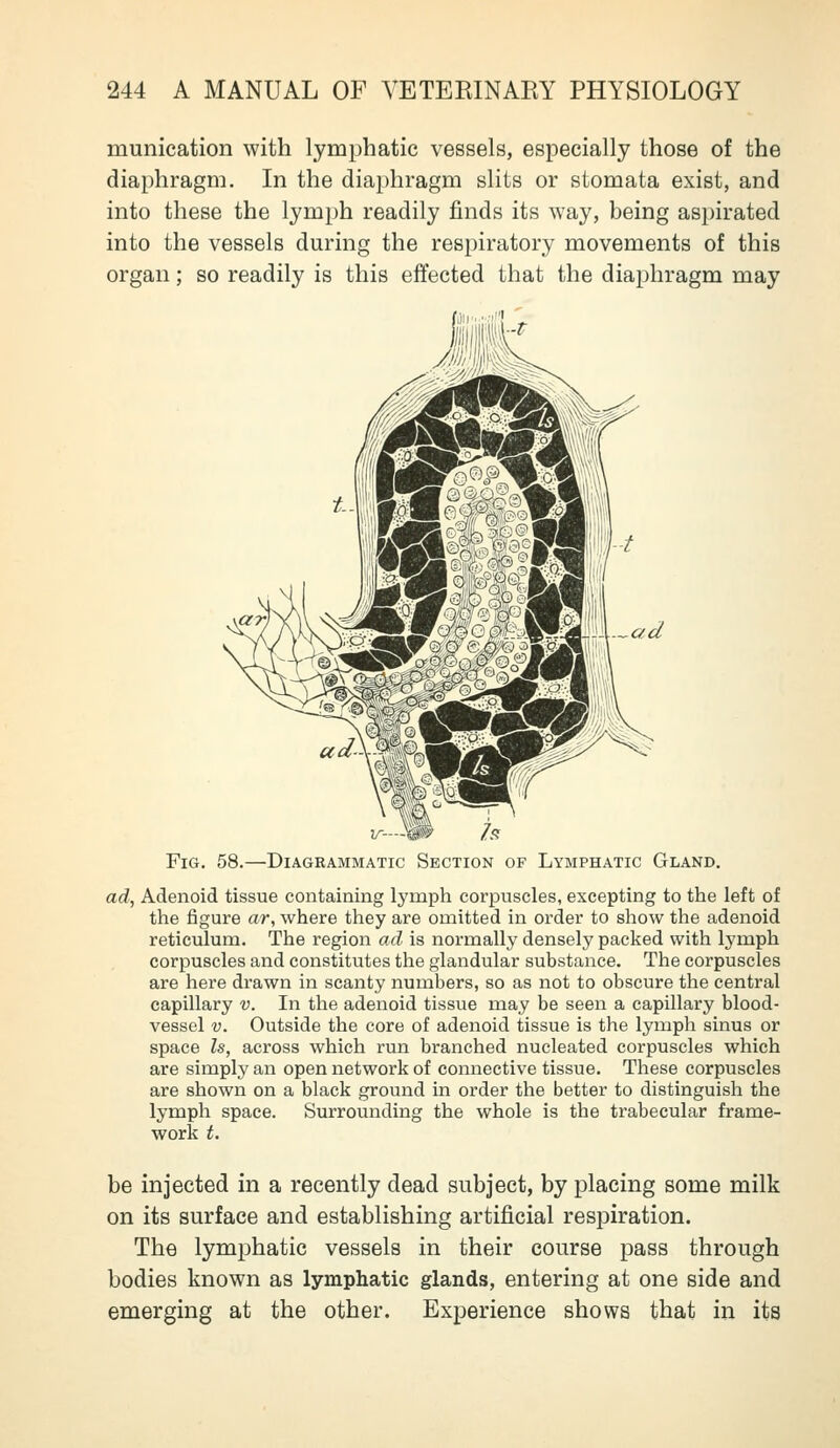 munication with lymphatic vessels, especially those of the diaphragm. In the diaphragm slits or stomata exist, and into these the lymph readily finds its way, being aspirated into the vessels during the respiratory movements of this organ; so readily is this effected that the diaphragm may Fig, 58.—Diagrammatic Section of Lymphatic Gland. ad, Adenoid tissue containing lymph corpuscles, excepting to the left of the figure ar, where they are omitted in order to show the adenoid reticulum. The region ad is normally densely packed with lymph corpuscles and constitutes the glandular substance. The corpuscles are here drawn in scanty numbers, so as not to obscure the central capillary v. In the adenoid tissue may be seen a capillary blood- vessel V. Outside the core of adenoid tissue is the lymph sinus or space Is, across which run branched nucleated corpuscles which are simply an open network of connective tissue. These corpuscles are shown on a black ground in order the better to distinguish the lymph space. Surrounding the whole is the trabecular frame- work t. be injected in a recently dead subject, by placing some milk on its surface and establishing artificial respiration. The lymphatic vessels in their course pass through bodies known as lymphatic glands, entering at one side and emerging at the other. Experience shows that in its