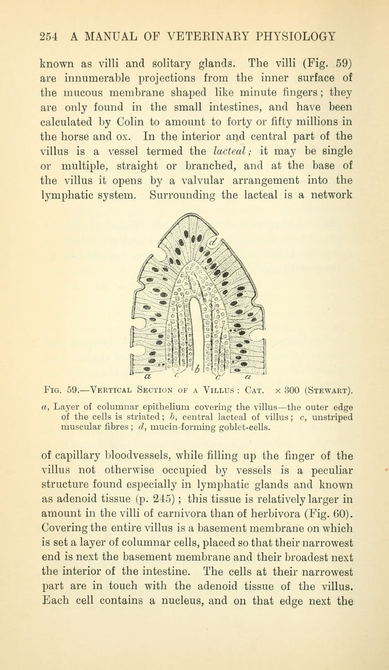 known as villi and solitary glands. The villi (Fig. 59) are innumerable projections from the inner surface of the mucous membrane shaped like minute fingers; they are only found in the small intestines, and have been calculated by Colin to amount to forty or fifty millions in the horse and ox. In the interior and central part of the villus is a vessel termed the lacteal; it may be single or multiple, straight or branched, and at the base of the villus it opens by a valvular arrangement into the lymphatic system. Surrounding the lacteal is a network Fig. 59.—Vertical Section of a Villus : Cat. x 300 (Stewaet). a, Layer of columnar epitheliura covering the villus—the outer edge of the cells is striated; b, central lacteal of villus; c, unstriped muscular fibres ; d, mucin-forming goblet-cells. of capillary bloodvessels, while filling up the finger of the villus not otherwise occupied by vessels is a peculiar structure found especially in lymphatic glands and known as adenoid tissue (p. 245); this tissue is relatively larger in amount in the villi of carnivora than of herbivora (Fig. 60). Covering the entire villus is a basement membrane on which is set a layer of columnar cells, placed so that their narrowest end is next the basement membrane and their broadest next the interior of the intestine. The cells at their narrowest part are in touch with the adenoid tissue of the villus. Each cell contains a nucleus, and on that edge next the