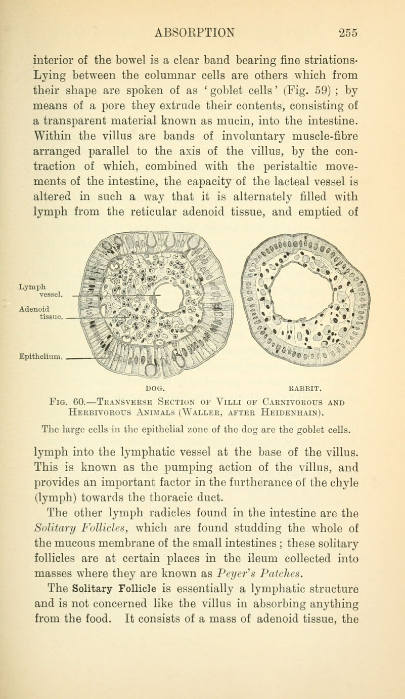 interior of the bowel is a clear band bearing fine striations- Lying between the columnar cells are others which from their shape are spoken of as ' goblet cells' (Fig. 59) ; by- means of a pore they extrude their contents, consisting of a transparent material known as mucin, into the intestine. Within the villus are bands of involuntary muscle-fibre arranged parallel to the axis of the villus, by the con- traction of which, combined with the peristaltic move- ments of the intestine, the capacity of the lacteal vessel is altered in such a way that it is alternately filled with lymph from the reticular adenoid tissue, and emptied of Lymph vessel. -JL Epithelimn Fig. 60.—Transverse Section of Villi of Carnivorous and Herbivorous Animals (^YALLER, after Heidenhain). The large cells in the epithelial zone of the dog are the goblet cells. lymph into the lymphatic vessel at the base of the villus. This is known as the pumping action of the villus, and provides an important factor in the furtherance of the chyle (lymph) towards the thoracic duct. The other lymph radicles found in the intestine are the Solitary Follicles, which are found studding the whole of the mucous membrane of the small intestines ; these solitary follicles are at certain places in the ileum collected into masses where they are known as Pcyer's Patches. The Solitary Follicle is essentially a lymphatic structure and is not concerned like the villus in absorbing anything from the food. It consists of a mass of adenoid tissue, the