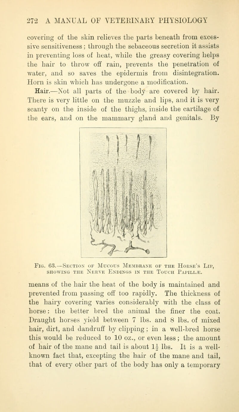 covering of the skin relieves the parts beneath from exces- sive sensitiveness; through the sebaceous secretion it assists in preventing loss of heat, while the greasy covering helps the hair to throw off rain, prevents the penetration of water, and so saves the epidermis from disintegration. Horn is skin which has undergone a modification. Hair.—Not all parts of the body are covered by hair. There is very little on the muzzle and lips, and it is very scanty on the inside of the thighs, inside the cartilage of the ears, and on the mammary gland and genitals. By Fig. 63.—Section of Mucous Membrane of the Horse's Lip, SHOWING THE NeRVE EnDINGS IN THE ToUCH PaPILL.E. means of the hair the heat of the body is maintained and prevented from passing off too rapidly. The thickness of the hairy covering varies considerably with the class of horse: the better bred the animal the finer the coat. Draught horses yield between 7 lbs. and 8 lbs. of mixed hair, dirt, and dandruff by clipping; in a well-bred horse this would be reduced to 10 oz., or even less; the amount of hair of the mane and tail is about li lbs. It is a well- known fact that, excepting the hair of the mane and tail, that of every other part of the body has only a temporary