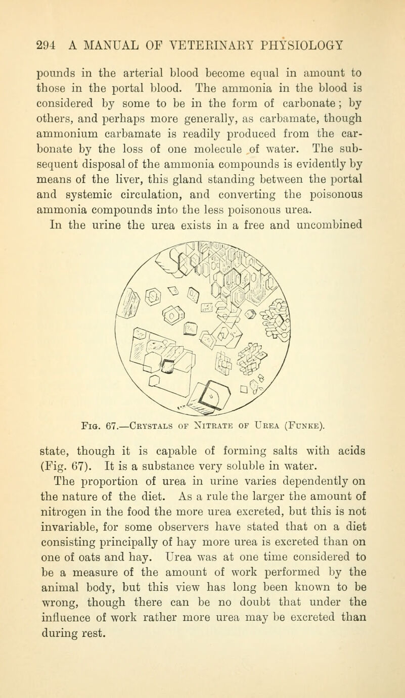 pounds in the arterial blood become equal in amount to those in the portal blood. The ammonia in the blood is considered by some to be in the form of carbonate ; by others, and perhaps more generally, as carbamate, though ammonium carbamate is readily produced from the car- bonate by the loss of one molecule of water. The sub- sequent disposal of the ammonia compounds is evidently by means of the liver, this gland standing between the portal and systemic circulation, and converting the poisonous ammonia compounds into the less poisonous urea. In the urine the urea exists in a free and uncombined Fig. 67.—Crystals of Nitratp: of Urea (Funke). state, though it is capable of forming salts with acids (Fig. 67). It is a substance very soluble in water. The proportion of urea in urine varies dependently on the nature of the diet. As a rule the larger the amount of nitrogen in the food the more urea excreted, but this is not invariable, for some observers have stated that on a diet consisting principally of hay more urea is excreted than on one of oats and hay. Urea was at one time considered to be a measure of the amount of work performed by the animal body, but this view has long been known to be wrong, though there can be no doubt that under the influence of work rather more urea may be excreted than during rest.