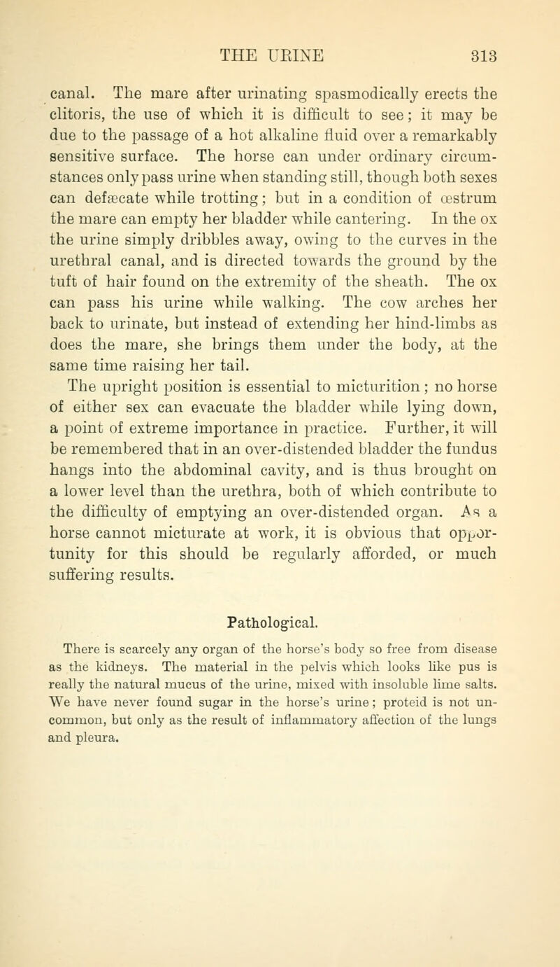 canal. The mare after urinating spasmodically erects the clitoris, the use of which it is difficult to see; it may be due to the passage of a hot alkaline fluid over a remarkably sensitive surface. The horse can under ordinary circum- stances only pass urine when standing still, though both sexes can defaecate while trotting; but in a condition of oestrum the mare can empty her bladder while cantering. In the ox the urine simply dribbles away, owing to the curves in the urethral canal, and is directed towards the ground by the tuft of hair found on the extremity of the sheath. The ox can pass his urine while walking. The cow arches her back to urinate, but instead of extending her hind-limbs as does the mare, she brings them under the body, at the same time raising her tail. The upright position is essential to micturition; no horse of either sex can evacuate the bladder while lying down, a point of extreme importance in practice. Further, it will be remembered that in an over-distended bladder the fundus hangs into the abdominal cavity, and is thus brought on a lower level than the urethra, both of which contribute to the difficulty of emptying an over-distended organ. As a horse cannot micturate at work, it is obvious that oppor- tunity for this should be regularly afforded, or much suffering results. Pathological. There is scarcely any organ of the horse's body so free from disease as the kidneys. The material in the pelvis which looks hke pus is really the natural mucus of the urine, mixed with insoluble lime salts. We have never found sugar in the horse's urine; proteid is not un- common, but only as the result of inflammatory affection of the lungs and pleura.