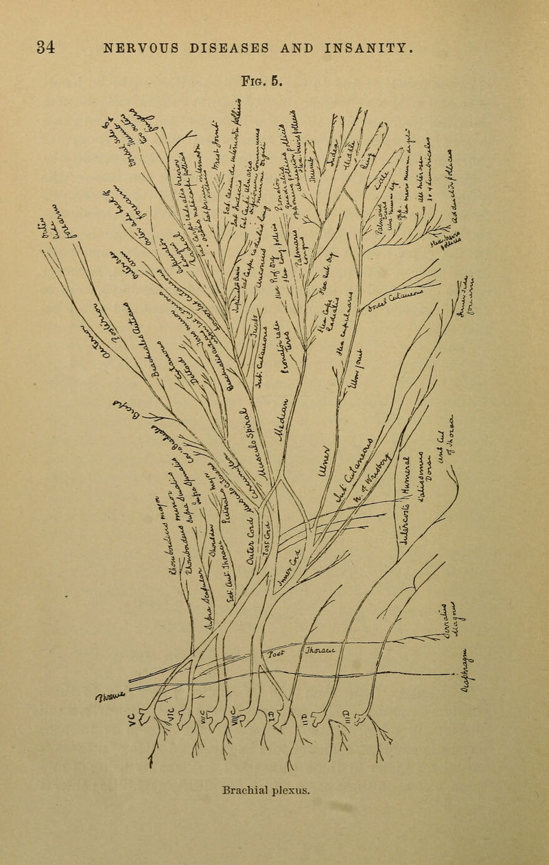 Fig. 5. 11^,'.;. Brachial plexus.