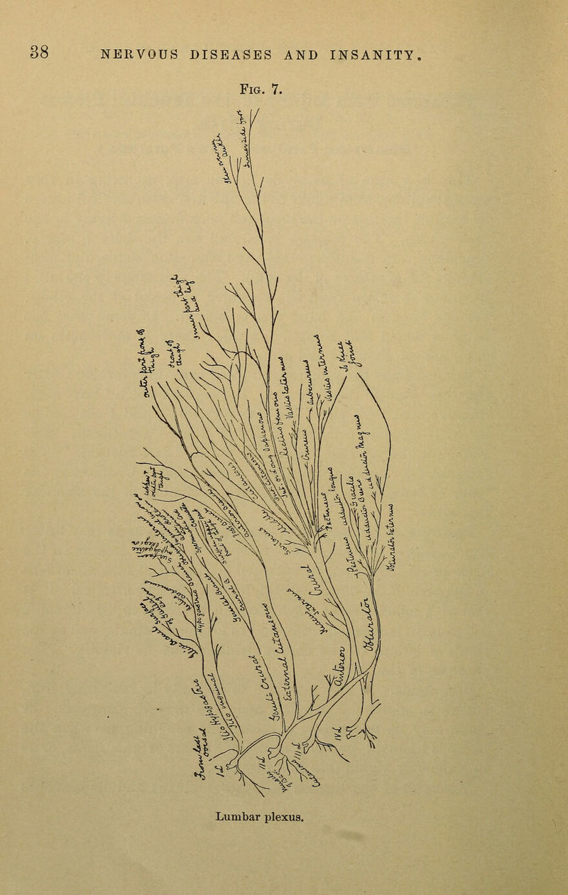 Fig. 7. Lumbar plexus.