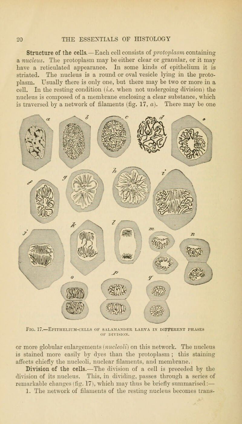 Structure of the cells.—Each cell consists of protoplasm containing a nucleus. The protoplasm may be either clear or granular, or it may- have a reticulated appearance. In some kinds of epithelium it is striated. The nucleus is a round or oval vesicle lying hi the proto- plasm. Usually there is only one, but there may be two or more in a cell. In the resting condition (i.e. when not undergoing division | the nucleus is composed of a membrane enclosing a clear substance, which is traversed by a network of filaments (fig. 17, a). There may be one Fig. 17.—Epithelium-cells of salamander larva in different phases ok division. or more globular enlargements [nucleoli] on this network. The nucleus is stained more easily by dyes than the protoplasm ; this staining affects chiefly the nucleoli, nuclear filaments, and membrane. Division of the cells.—The division of a cell is preceded by the division of its nucleus. This, in dividing, passes through a series of remarkable changes (fig. 17), which may thus be briefly summarised:— 1. The network of filaments of the resting nucleus becomes trans-