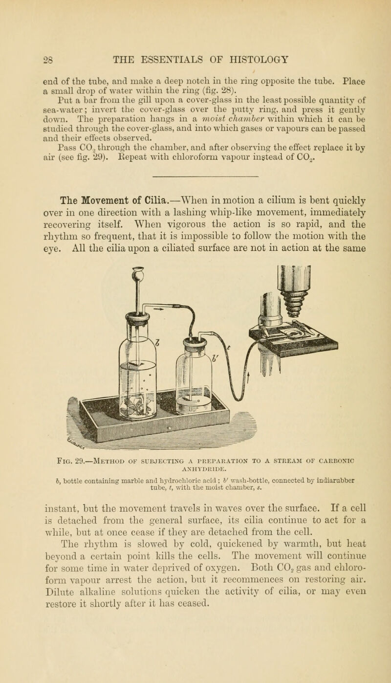 end of the tube, and make a deep notch in the ring opposite the tube. Place a small drop of water within the ring (fig. 28). Put a bar from the gill upon a cover-glass in the least possible quantity of sea-water; invert the cover-glass over the putty ring, and press it gently down. The preparation hangs in a moist chamber within which it can be studied through the cover-glass, and into which gases or vapours can be passed and their effects observed. Pass CO., through the chamber, and after observing the effect replace it by air (see fig. 29). Eepeat with chloroform vapour instead of C02. The Movement of Cilia.—When in motion a cilium is bent quickly over in one direction with a lashing whip-like movement, immediately recovering itself. When vigorous the action is so rapid, and the rhythm so frequent, that it is impossible to follow the motion with the eye. All the cilia upon a ciliated surface are not in action at the same Fig. 29.—Method of subjecting a preparation to a stream of carbonic anhydride. 6, bottle containing marble and hydrochloric acid : V wash-bottle, connected by indiarubber tube, t, with the moist chamber, s. instant, but the movement travels in waves over the surface. If a cell is detached from the general surface, its cilia continue to act for a while, but at once cease if they are detached from the cell. The rhythm is slowed by cold, quickened by warmth, but heat beyond a certain point kills the cells. The movement will continue for some time in water deprived of oxygen. Both CO, gas and chloro- form vapour arrest the action, but it recommences on restoring air. Dilute alkaline solutions quicken the activity of cilia, or may even restore it shortly after it has ceased.