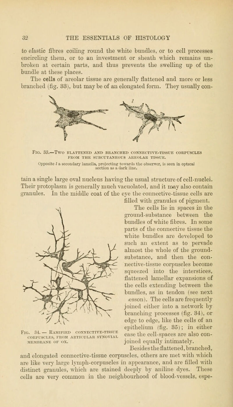 to elastic fibres coiling round the white bundles, or to cell processes encircling them, or to an investment or sheath which remains un- broken at certain parts, and thus prevents the swelling up of the bundle at these places. The cells of areolar tissue are generally flattened and more or less branched (fig. 33), but maybe of an elongated form. They usually con- FlG. 33.—TWO FLATTENED AND BRANCHED CONNECTIVE-TISSUE CORPUSCLES FROM THE SUBCUTANEOUS AREOLAR TISSUE. Opposite I a secondary lamella, projecting towards the observer, is seen in optical section as a dark line. tain a single large oval nucleus having the usual structure of cell-nuclei. Their protoplasm is generally much vacuolated, and it may also contain granules. In the middle coat of the eye the connective-tissue cells are filled with granules of pigment. The cells lie in spaces in the ground-substance between the bundles of white fibres. In some parts of the connective tissue the white bundles are developed to such an extent as to pervade almost the whole of the ground- substance, and then the con- nective-tissue corpuscles become squeezed into the interstices, flattened lamellar expansions of the cells extending between the bundles, as in tendon (see next lesson). The cells are frequently joined either into a network by branching processes (fig. 34), or edge to edge, like the cells of an epithelium (fig. 35); in either case the cell-spaces are also con- joined equally intimately. Besides the flattened, branched, and elongated connective-tissue corpuscles, others are met with which are like very large lymph-corpuscles in appearance, and are filled with distinct granules, which are stained deeply by aniline dyes. These cells are very common in the neighbourhood of blood-vessels, espe- Fig. 34. — Ramified connective-tissue corpuscles, from articular synovial membrane of ox.