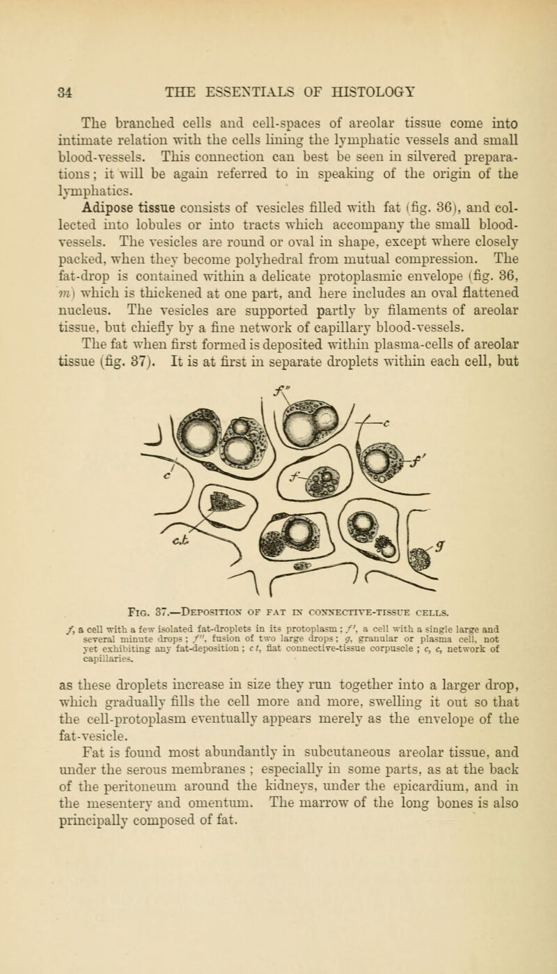 The branched cells and cell-spaces of areolar tissue come into intimate relation with the cells lining the lymphatic vessels and small blood-vessels. This connection can best be seen in silvered prepara- tions ; it will be again referred to in speaking of the origin of the lymphatics. Adipose tissue consists of vesicles filled with fat (fig. 361, and col- lected into lobules or into tracts which accompany the small blood- vessels. The vesicles are round or oval in shape, except where closely packed, when they become polyhedral from mutual compression. The fat-drop is contained within a delicate protoplasmic envelope (fig. 36, vi) which is thickened at one part, and here includes an oval flattened nucleus. The vesicles are supported partly by filaments of areolar tissue, but chiefly by a fine network of capillary blood-vessels. The fat when first formed is deposited within plasma-cells of areolar tissue (fig. 37). It is at first in separate droplets within each cell, but Fig. 37.—Deposition of fat r>~ connective-tissue cells. /, a cell with a few isolated fat-droplets in its protoplasm : /', a cell with a single large and several minute drops ; /. fusion of two large drops; g, granular or plasma cell, not yet exhibiting any fat-deposition; c t, flat connective-tissue corpuscle ; c, c, network of capillaries. as these droplets increase in size they run together into a larger drop, which gradually fills the cell more and more, swelling it out so that the cell-protoplasm eventually appears merely as the envelope of the fat-vesicle. Fat is found most abundantly in subcutaneous areolar tissue, and under the serous membranes ; especially in some parts, as at the back of the peritoneum around the kidneys, under the epicardium, and in the mesentery and omentum. The marrow of the long bones is also principally composed of fat.