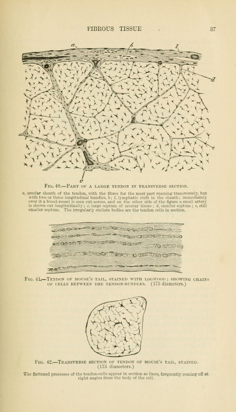 FIBROUS TISSUE ,6 37 '•■d Fig. 40.—Part of a large tendon* in transverse section. a. areolar sheath of the tendon, with the fibres for the most part running transversely, but with two or three longitudinal bundles, b; '.lymphatic cleft in the >heath: immediately over it a blood-vessel is seen cut across, and on the other side of the figure a small artery iwn cut longitudinally ; <-. large septum of areolar tissue ; <', -mailer septum; e, still smaller septum. The irregularly stellate bodies are the tendon cells in section. Fig. 41.—Tendon of house's tail, stained with logwood; showing chains OK CELLS BETWEEN THE TENDON-BUNDLES. (175 diameters.) Fig. 42.—Transverse section op tendon of house's tail, stained. (175 diameters.) The flattened processes of the tendon-cells appeal in section as lines, frequently coming off at right angles from the body of the cell.