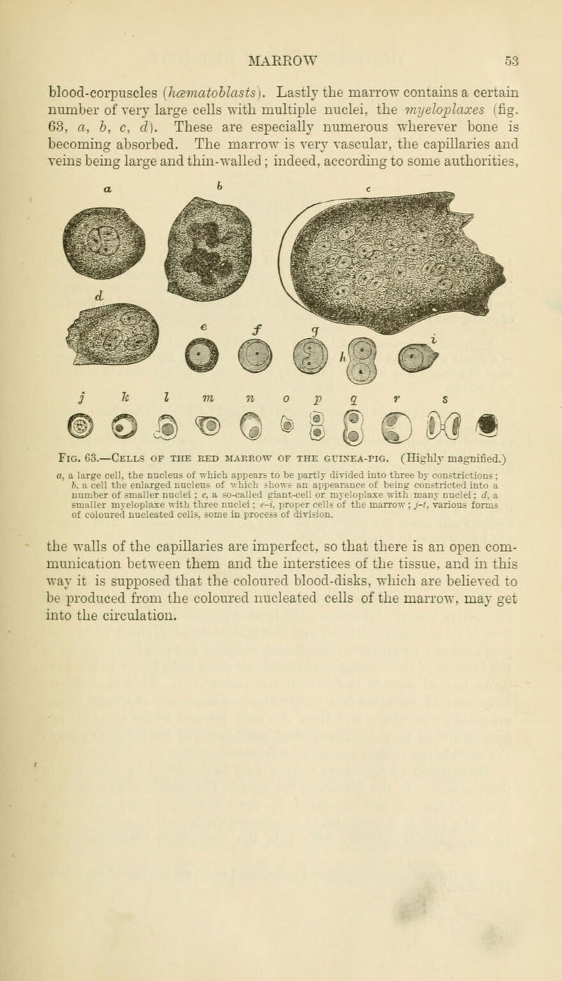 blood-corpuscles (hcematoblasts). Lastly the marrow contains a certain number of very large cells with multiple nuclei, the myeloplaxes ifig. 63, a, b, c, d). These are especially numerous wherever bone is becoming absorbed. The marrow is very vascular, the capillaries and veins being large and thin-walled; indeed, according to some authorities, © % <® 0 % l g Fig. C3.—Cells of the red marrow of the guinea-pig. (Highly magnified.) a, a large cell, the nucleus of which appears to be partly divided into three by constrict: 6. a cell the enlarged nucleus of - an appearance of being constricted into a number of smaller nuclei; c, a so-called giant-cell or myeloplaxe with many nuci._. smaller myeloplaxe with three nuclei: e-i, proper cells of the marrow ; j-t, various forms of coloured nucleated cells, some in process of division. the walls of the capillaries are imperfect, so that there is an open com- munication between them and the interstices of the tissue, and in this way it is supposed that the coloured blood-disks, which are believed to be produced from the coloured nucleated cells of the marrow, may get into the circulation.