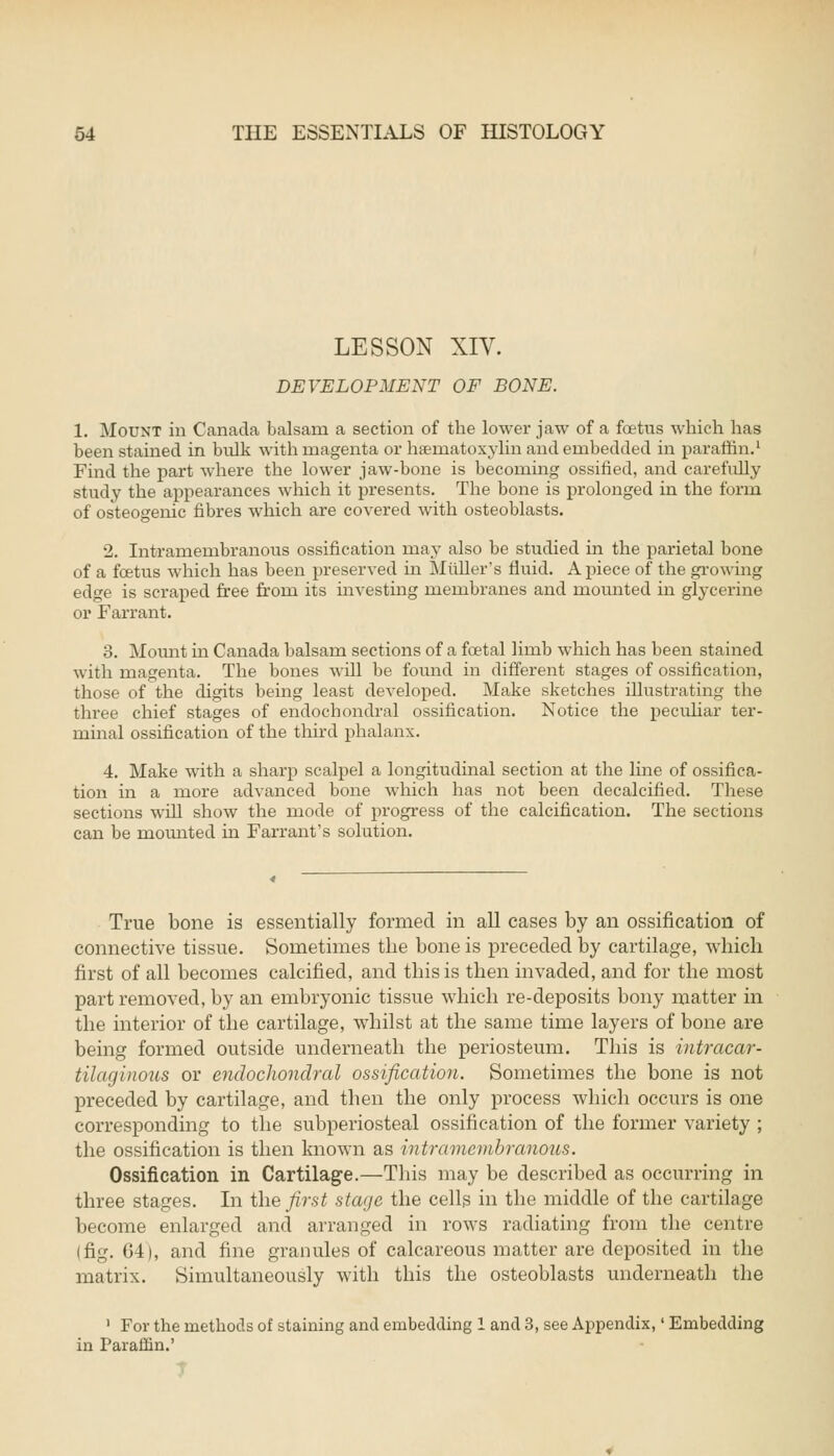LESSON XIV. DEVELOPMENT OF BONE. 1. Mount in Canada balsam a section of the lower jaw of a foetus which has been stained in bulk with magenta or hematoxylin and embedded in paraffin.1 Find the part where the lower jaw-bone is becoming ossified, and carefully study the appearances which it presents. The bone is prolonged in the form of osteogenic fibres which are covered with osteoblasts. 2. Intrarnembranous ossification may also be studied in the parietal bone of a fcetus which has been preserved in Midler's fluid. Apiece of the growing edge is scraped free from its investing membranes and mounted in glycerine or Farrant. 3. Moimt in Canada balsam sections of a fcetal limb which has been stained with magenta. The bones will be found in different stages of ossification, those of the digits being least developed. Make sketches illustrating the three chief stages of endochondral ossification. Notice the peculiar ter- minal ossification of the third phalanx. 4. Make with a sharp scalpel a longitudinal section at the line of ossifica- tion in a more advanced bone which has not been decalcified. These sections will show the mode of progress of the calcification. The sections can be mounted in Farrant's solution. True bone is essentially formed in all cases by an ossification of connective tissue. Sometimes the bone is preceded by cartilage, which first of all becomes calcined, and this is then invaded, and for the most part removed, by an embryonic tissue which re-deposits bony matter in the interior of the cartilage, whilst at the same time layers of bone are being formed outside underneath the periosteum. This is intracar- tilaginous or endochondral ossification. Sometimes the bone is not preceded by cartilage, and then the only process which occurs is one corresponding to the subperiosteal ossification of the former variety ; the ossification is then known as intrarnembranous. Ossification in Cartilage.—This may be described as occurring in three stages. In the first stage the cells in the middle of the cartilage become enlarged and arranged in rows radiating from the centre (fig. 64), and fine granules of calcareous matter are deposited in the matrix. Simultaneously with this the osteoblasts underneath the 1 For the methods of staining and embedding 1 and 3, see Appendix,' Embedding in Paraffin.'