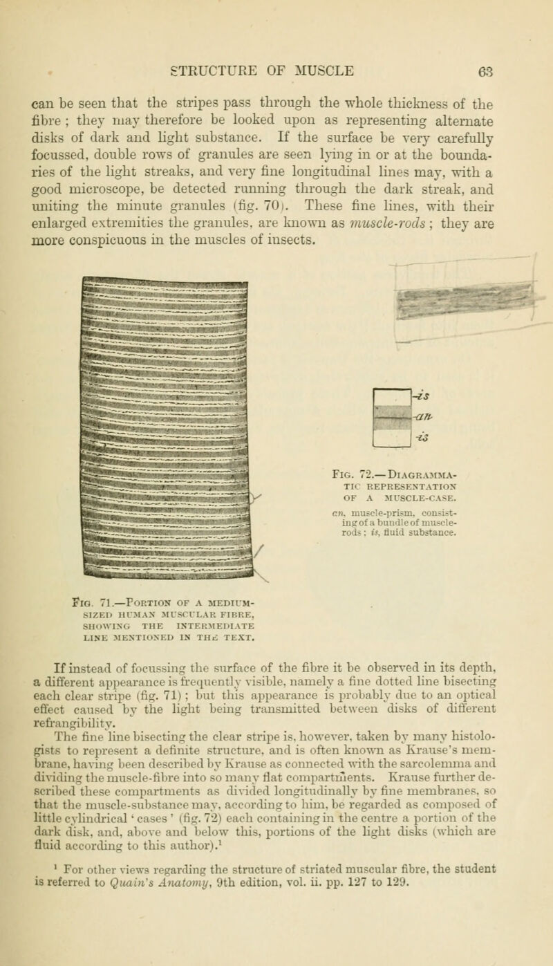 can be seen that the stripes pass through the whole thickness of the fibre ; they may therefore be looked upon as representing alternate disks of dark and light substance. If the surface be very carefully focussed, double rows of granules are seen lying in or at the bounda- ries of the light streaks, and very fine longitudinal lines may, with a good microscope, be detected running through the dark streak, and uniting the minute granules (fig. 701. These fine lines, with their enlarged extremities the granules, are known as muscle-rods ; they are more conspicuous in the muscles of insects. -is -an- -z's Fig. 72.— Diagramma- tic REPRESENTATION OF A MUSCLE-* ASE. en, muscle-prism, i ingof a bundle of muscle- rods : it, fluid substance. Fin 71.—Portion of a medium- BIZED HUMAN MUSCULAR FIBRE, SHOWING THE INTERMEDIATE LINE MENTIONED IN THE TEXT. If instead of focussing the surface of the fibre it be observed in its depth. a different appearance is frequently visible, namely a line dotted line bisecting each clear stripe (tig. 71) : but this appearance is probably due to an optical effect caused by the light being transmitted between disks of different refrangibility. The fine line bisecting the clear stripe is. however, taken by many histolo- giflte to represent a definite structure, and is often known as Krause's mem- brane, having l>een described by Krause as connected with the sarcolemma and dividing the muscle-fibre into so many flat compartments. Krause further de- scribed these compartments as divided longitudinally by fine membranes, so that tlie muscle-substance may, according to hirn.be regarded as co little cylindrical ' cases ' (fig. 72) each containing in the centre a portion of the dark disk, and. above and below this, portions of the light disks (which are fluid according to this author).1 1 For other views repanlinpr the structure of striated muscular fibre, the student is referred to Quain's Anatomy, 9th edition, vol. ii. pp. 127 to 129.