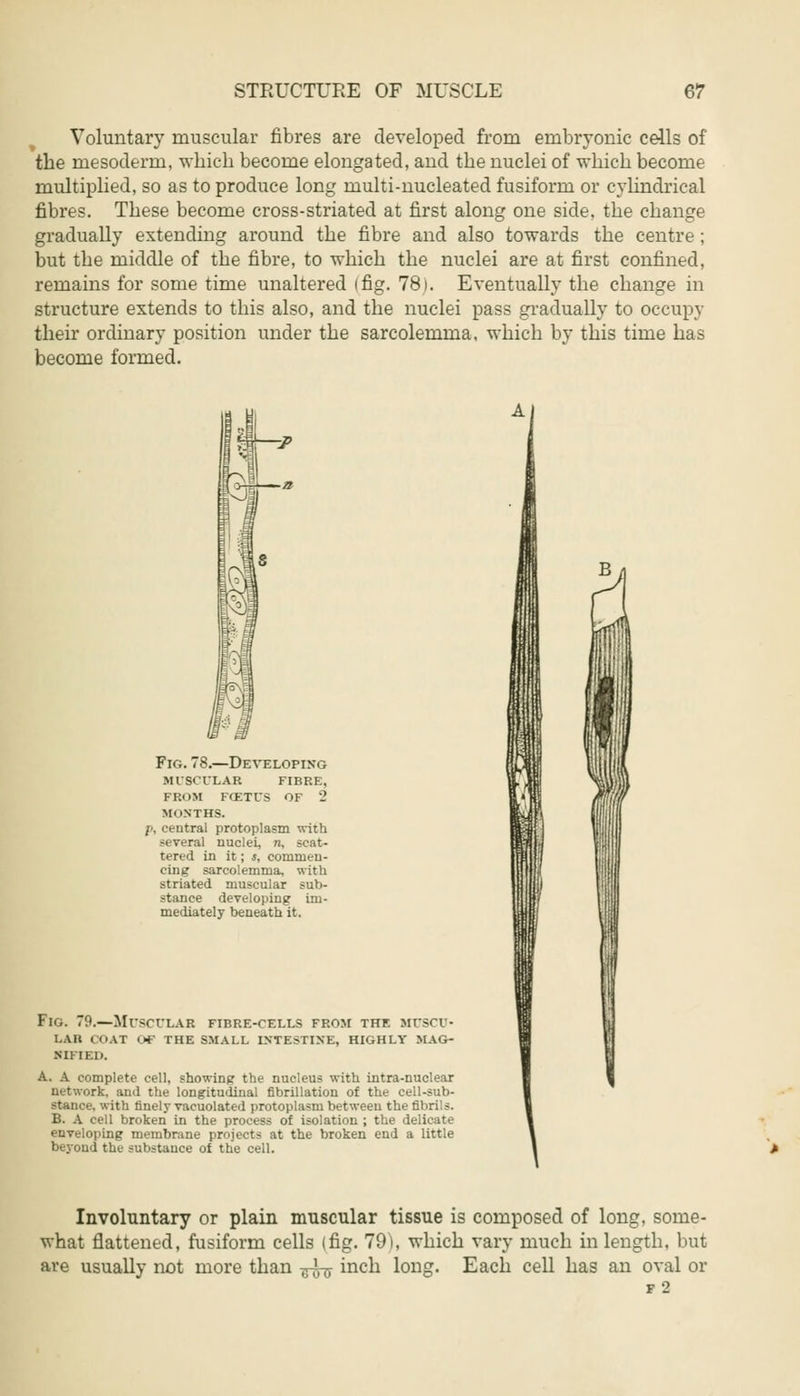 Voluntary muscular fibres are developed from embryonic cells of the mesoderm, which become elongated, and the nuclei of which become multiplied, so as to produce long multi-nucleated fusiform or cylindrical fibres. These become cross-striated at first along one side, the change gradually extending around the fibre and also towards the centre ; but the middle of the fibre, to which the nuclei are at first confined, remains for some time unaltered (fig, 781. Eventually the change in structure extends to this also, and the nuclei pass gradually to occupy their ordinary position under the sarcolemma, which by this time has become formed. Fig. 78.—Developing miscular fibre, from fcetus of 2 MONTHS. p, central protoplasm with several nuclei, n, scat- tered in it; s, commen- cing sarcolemma, with striated muscular sub- stance developing im- mediately beneath it. Fig. 79.—Mttsculab fibre-cells from the mttscu- lab coat of the small intestine, highly mag- NIFIED. A. A complete cell, showing the nucleus with intra-nuclear network, and the longitudinal fibrillation of the cell-sub- stance, with finely vacuolated protoplasm between the fibrils. B. A cell broken in the process of isolation ; the delicate enveloping membrane projects at the broken end a little beyond the substance of the cell. Involuntary or plain muscular tissue is composed of long, some- what flattened, fusiform cells (fig. 79), which vary much in length, but are usually not more than -^ inch long. Each cell has an oval or F 2