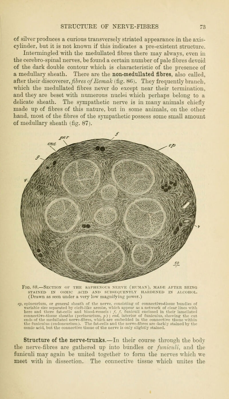 of silver produces a curious transversely striated appearance in the axis- cylinder, but it is not known if this indicates a pre-existent structure. Intermingled with the medullated fibres there may always, even in the cerebro-spinal nerves, be found a certain number of pale fibres devoid of the dark double contour which is characteristic of the presence of a medullary sheath. There are the non-medullated fibres, also called, after their discoverer, fibres o/Bemak I fig. 861. They frequently branch, which the medullated fibres never do except near their termination, and they are beset with numerous nuclei which perhaps belong to a delicate sheath. The sympathetic nerve is in many animals chiefly made up of fibres of this nature, but in some animals, on the other hand, most of the fibres of the sympathetic possess some small amount of medullary sheath (fig. 87). Fig. 88.—Section of the saphenous nerve (human), hade after being stained in osm1c acid and subsequently hardened in alcohol. (Drawn as seen under a very low magnifying power.) ep, epineurium. or general sheath of the nerve, consisting of connective-tissue bundles of variable -iz. separated by cleft-like areolas, which appear as a network of clear lines with here ami there fat-cells ami blood-vessels : /, /, funiculi enclosed in their lauiellated connective-tissue sheaths (perineurium, /'): rnd. interior of funiculus, showing the cut ends of the medullated nerve-fibres, which are embedded in the connective tissue within the funiculus (endoneurium >. The fat-cells and the nerve-fibres are darkly stained by the osmic acid, but the connective tissue of the uerve is only slightly stained. Structure of the nerve-trunks.—In their course through the body the nerve-fibres are gathered up into bundles or funiculi, and the funiculi may again be united together to form the nerves which we meet with in dissection. The connective tissue which unites the