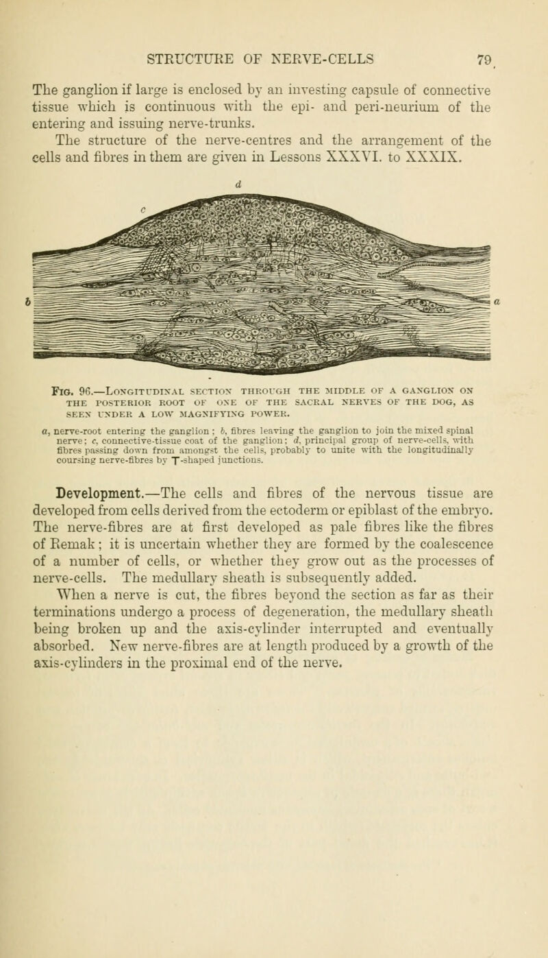 The ganglion if large is enclosed by an investing capsule of connective tissue which is continuous with the epi- and peri-neuriuni of the entering and issuing nerve-trunks. The structure of the nerve-centres and the arrangement of the cells and fibres in them are given hi Lessons XXXVI. to XXXIX. Fjg. 96.—Longitudinal section through the middle of a ganglion on the posterior root ok one of the sacral nerves of the dog, as seen under a low magnifying rower. a, nerve-root entering the ganglion : b, fibres leaving the ganglion to join the mixed spinal nerve; r. connective-tissue coat of the ganglion; d, principal group of nerve-cells, with fibres passing down from amongst the cells, probably to unite with the longitudinally coursing nerve-fibres by T-shaped junctions. Development.—The cells and fibres of the nervous tissue are developed from cells derived from the ectoderm or epiblast of the embryo. The nerve-fibres are at first developed as pale fibres like the fibres of Remak ; it is uncertain whether they are formed by the coalescence of a number of cells, or whether they grow out as the processes of nerve-cells. The medullary sheath is subsequently added. When a nerve is cut, the fibres beyond the section as far as their terminations undergo a process of degeneration, the medullary sheath being broken up and the axis-cylinder interrupted and eventually absorbed. New nerve-fibres are at length produced by a growth of the axis-cylinders in the proximal end of the nerve.