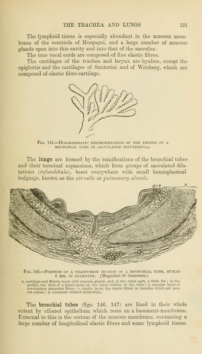 The lymphoid tissue is especially abundant in the mucous mem- brane of the ventricle of Morgagni, and a large number of mucous glands open into this cavity and into that of the sacculus. The true vocal cords are composed of fine elastic fibres. The cartilages of the trachea and larynx are hyaline, except the epiglottis and the cartilages of Santorini and of Wrisberg, which are composed of elastic fibro-cartilage. Fig. 145.—Diagrammatic representation of the ending of a bronchial tube in sacculated lnfundibula. The lungs are formed by the ramifications of the bronchial tubes and their terminal expansions, which form groups of sacculated dila- tations {infundibula), beset everywhere with small hemispherical bulgings, known as the air-cells ox pulmonary alveoli. deb Fig. 146.—Portion of a trahsvkbse sectioh of a bronchial tube, human G mm. in diameter. (Magnified 30 diameters.) a, cartilage and fibrous layer with mucous sland=. and. in the outer part, a little fat ; in the middle, the duct of a eland opens on the inner surface of the tube; b, annular layer of involuntary muscular fibres : <\ elastic layer, the elastic fibres in bundles which are seen cut across ; d, columnar ciliated epithelium. The bronchial tubes (figs. 146, 147) are lined in their whole extent by ciliated epithelium which rests on a basement-membrane. External to this is the corium of the mucous membrane, containing a large number of longitudinal elastic fibres and some lymphoid tissue.