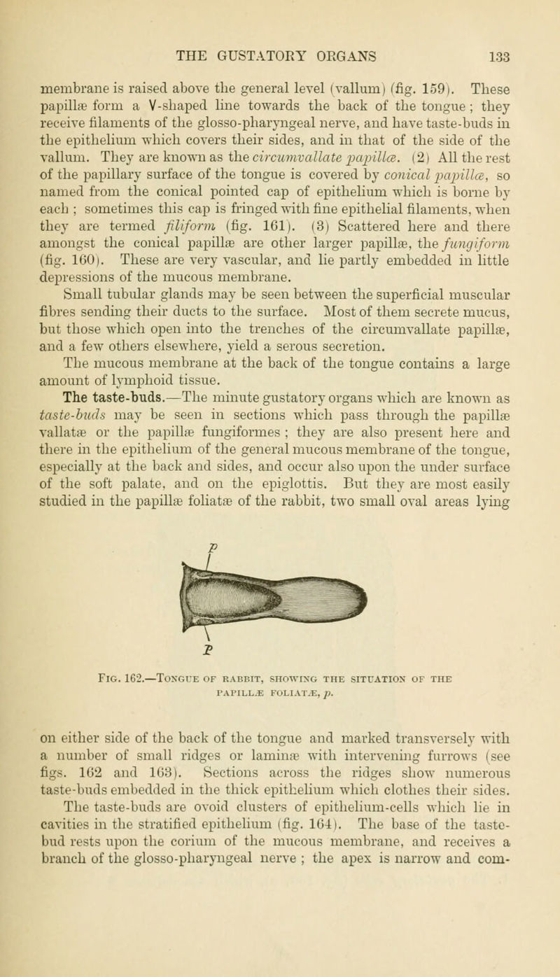 membrane is raised above the general level (vallum) (fig. 1591. These papilla form a V-shaped line towards the back of the tongue ; they receive filaments of the glosso-pharyngeal nerve, and have taste-buds in the epithelium which covers their sides, and in that of the side of the vallum. They are known as the circumvallate papilla. (2) All the rest of the papillary surface of the tongue is covered by conical papilla, so named from the conical pointed cap of epithelium which is borne by each ; sometimes this cap is fringed with fine epithelial filaments, when they are termed filiform (fig. 161). (3) Scattered here and there amongst the conical papilla? are other larger papilhe, the fungiform (fig. 160). These are very vascular, and lie partly embedded in little depressions of the mucous membrane. Small tubular glands may be seen between the superficial muscular fibres sending their ducts to the surface. Most of them secrete mucus, but those which open into the trenches of the circumvallate papillae, and a few others elsewhere, yield a serous secretion. The mucous membrane at the back of the tongue contains a large amount of lymphoid tissue. The taste-buds.—The minute gustatory organs which are known as taste-buds may be seen in sections which pass through the papilla? vallatae or the papillae fungiformes ; they are also present here and there in the epithelium of the general mucous membrane of the tongue, especially at the back and sides, and occur also upon the under surface of the soft palate, and on the epiglottis. But they are most easily studied in the papilla? foliatas of the rabbit, two small oval areas lying Fig. 162.—Tongue of rabbit, showing the situation of the l'AI'II.L.E I-uLlAl.E. /;. on cither side of the back of the tongue and marked transversely with a number of small ridges or laminae with intervening furrows (see figs. 162 and 168J. Sections across the ridges show numerous taste-buds embedded in the thick epithelium which clothes their sides. The taste-buds are ovoid clusters of epithelium-cells which lie in cavities in the stratified epithelium (fig. 164). The base of the taste- bud rests upon the corium of the mucous membrane, and receives a branch of the glosso-pharyngeal nerve ; the apex is narrow and com-