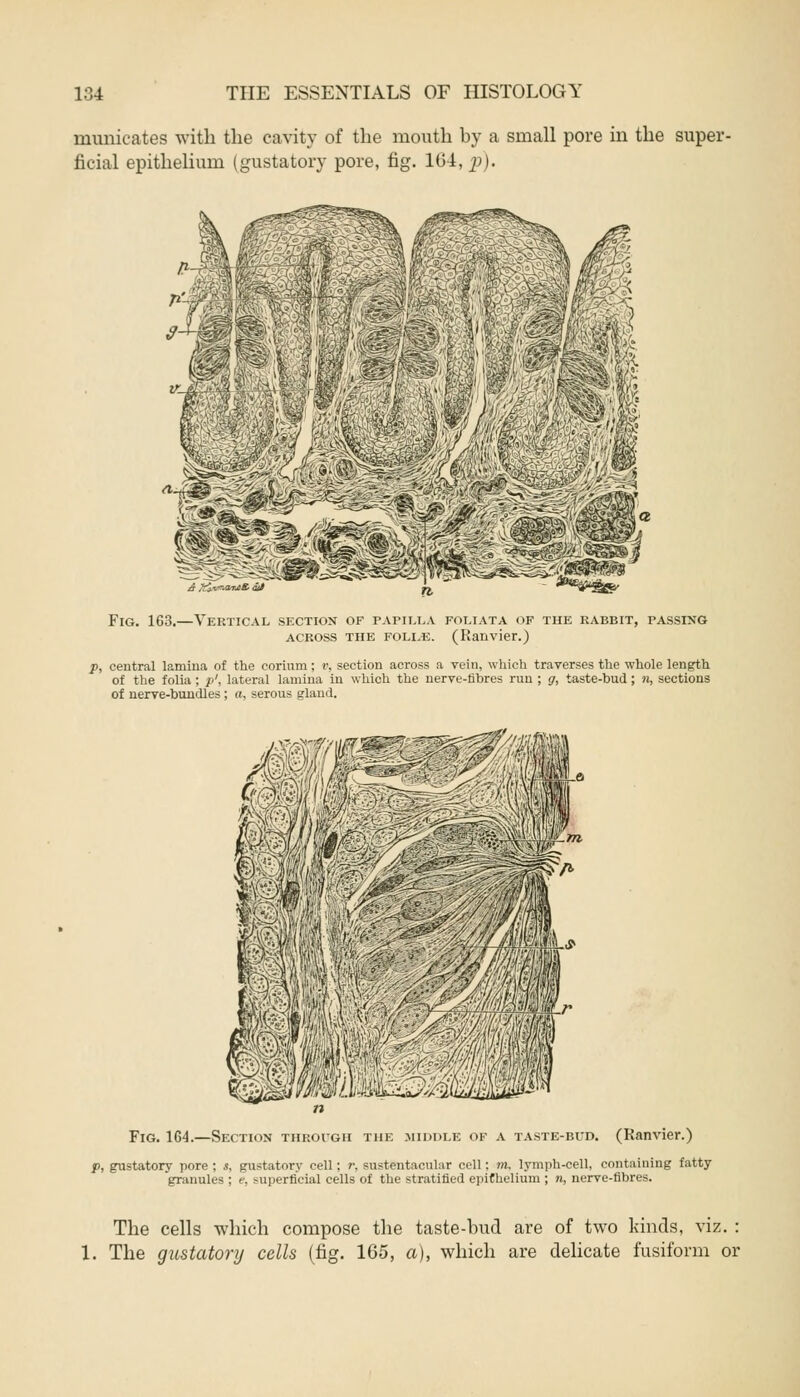 municates with the cavity of the mouth by a small pore in the super- ficial epithelium (gustatory pore, fig. 104, p). i! i ... n ! S-f^: m Fig. 163.—Vertical section of papilla foliata of the rabbit, passing across the folle. (Ranvier.) p, central lamina of the corium ; v, section across a vein, which traverses the whole length of the folia ; p', lateral lamina in which the nerve-fibres run ; g, taste-bud ; n, sections of nerve-bundles ; a, serous gland. Fig. 164.—Section through the middle of a taste-bud. (Ranvier.) p, gustatory pore ; s, gustatory cell; r, sustentacular cell: nt, lymph-cell, containing fatty granules ; e, superficial cells of the stratified epithelium ; n, nerve-fibres. The cells which compose the taste-bud are of two kinds, viz. :