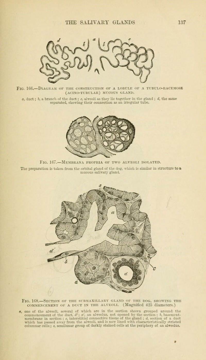 Fig. 106.—Diagram of the construction* of a lobule of a tubulo-bacemosb (aging-tubular) mucous glattd. a, duct; 6, a branch of the duct; <•, alveoli as they lie together in the gland ; d, the same separated, showing their connection as an irregular tube. Fig. 1C7.—Membraha propria of two alveoli isolated. The preparation is taken from the orbital gland of the dog, which is similar in structure to a mucous salivary gland. Fig. 1 Os.—Sectios oi the submaxillar? glak the ix>g. showing the commencement in a DUCT in the alveoli. (Magnified 4-JJ diameters.) «, one of the alveoli, several <>f which are in the section shown grouped around the commencement oi the duct. ■/': »'. an alveolus, not opened bj the section membrane in section ; e, interstitial connective tissue oi the gland : d, section of a duct which has passed away from the alveoli, and is now lined with characteristically striated columnar cells ; I, semilunar group of darkly stained cells at the periphery of an alveolus.