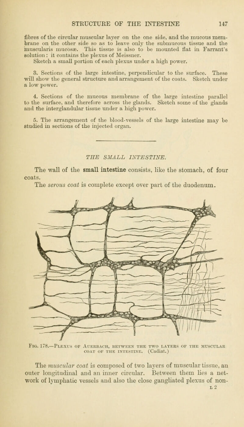 fibres of the circular muscular layer on the one side, and the mucous mem- brane on the other side so as to leave only the submucous tissue and the muscularis mucosae. This tissue is also to be mounted fiat in Farrant's solution : it contains the plexus of Meissner. Sketch a small portion of each plexus under a high power. 3. Sections of the large intestine, perpendicular to the surface. These will show the general structure and arrangement of the coats. Sketch under a low power. 4. Sections of the mucous membrane of the large intestine parallel to the surface, and therefore across the glands. Sketch some of the glands and the interglandular tissue under a high power. 5. The arrangement of the blood-vessels of the large intestine may be studied in sections of the injected organ. THE SMALL INTESTINE. The wall of the small intestine consists, like the stomach, of four coats. The serous coat is complete except over part of the duodenum. Fig. 178.—Plexus of Auerba< h. between the two layers of the muscular coat of iiiK intestine. (Cadiat.) The muscular coat is composed of two layers of muscular tissue, an outer longitudinal and an inner circular. Between them lies a net- work of lymphatic vessels and also the close gangliated plexus of non-