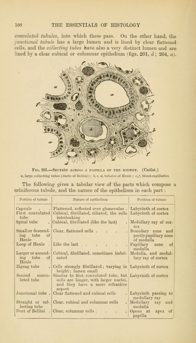 convoluted tubules, into which these pass. On the other hand, the junctional tubule has a large lumen and is lined by clear flattened cells, and the collecting tubes have also a very distinct lumen and are lined by a clear cubical or columnar epithelium (figs. 201, d; 204, a). Fig. 205.—Section across a papilla of the kidney. (Cadiat.) a, large collecting tubes (ducts of Bellini) ; b, c, d, tubules of Henle ; e,f, blood-capillaries. The following gives a tabular view of the parts which compose a uriniferous tubule, and the nature of the epithelium in each part : Portion of tubule Nature of epithelium Position of tubule Capsule Flattened, reflected over glomerulus . Labyrinth of cortex First convoluted Cubical, fibrillated, ciliated, the cells Labyrinth of cortex tube interlocking Spiral tube Cubical, fibrillated (like the last) Medullary ray of cor- tex Boundary zone and Small or descend- Clear, flattened cells .... ing tube of partly papillary zone Henle of medulla Loop of Henle . Like the last Papillary zone of medulla Larger or ascend- Cubical, fibrillated, sometimes imbri- Medulla, and medul- ing tube of cated lary ray of cortex Henle Zigzag tube Cells strongly fibrillated; varying in height; lumen small Labyrinth of cortex Second convo- Similar to first convoluted tube, but Labyrinth of cortex luted tube cells are longer, with larger nuclei, and they have a more refractive aspect Junctional tube . Clear flattened and cubical cells Labyrinth passing to medullary ray Straight or col- Clear, cubical and columnar cells Medullary ray and lecting tube medulla Duct of Bellini . Clear, columnar cells .... Opens at apex of papilla