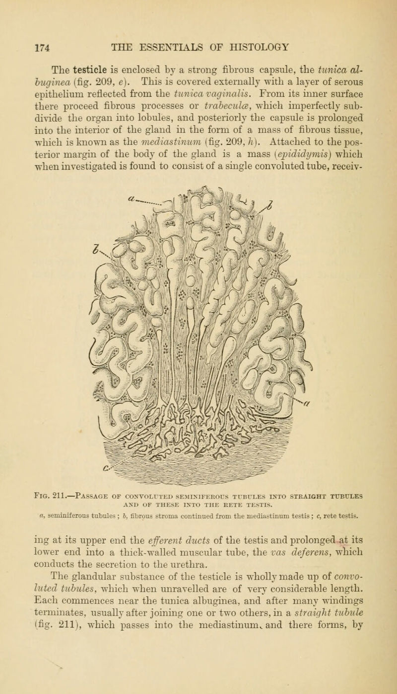 The testicle is enclosed by a strong fibrous capsule, the tunica al- buginea (fig. 209, e). This is covered externally with a layer of serous epithelium reflected from the tunica vaginalis. From its inner surface there proceed fibrous processes or trabecular, which imperfectly sub- divide the organ into lobules, and posteriorly the capsule is prolonged into the interior of the gland in the form of a mass of fibrous tissue, which is known as the mediastinum (fig. 209, h). Attached to the pos- terior margin of the body of the gland is a mass [epididymis) which when investigated is found to consist of a single convoluted tube, receiv- ilfffi j y->. it Q*^&2$ArXS Fig. 211.—Passage of convoluted seminiferous tibii.es into straight tcbcles and of these into the eete testis. n, seminiferous tubules; b. fibrous stroma continued from the mediastinum testis ; c, rete testis. ing at its upper end the efferent ducts of the testis and prolonged at its lower end into a thick-walled muscular tube, the vas deferens, which conducts the secretion to the urethra. The glandular substance of the testicle is wholly made up of convo- luted tubules, which when unravelled are of very considerable length. Each commences near the tunica albuginea, and after many windings terminates, usually after joining one or two others, in a straight tubule I fig. 211), which passes into the mediastinum^ and there forms, by