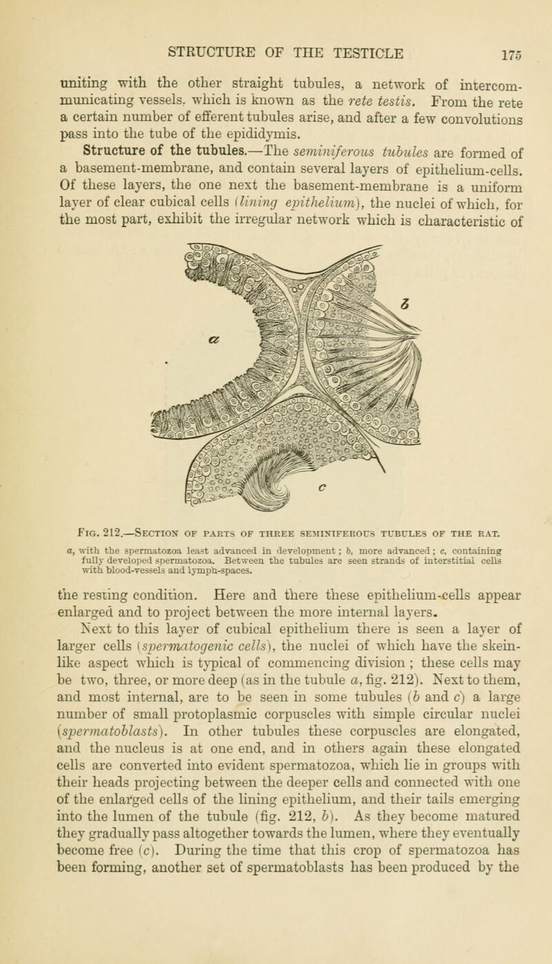 uniting with the other straight tubules, a network of intercom- municating vessels, which is known as the rete testis. From the rete a certain number of efferent tubules arise, and after a few convolutions pass into the tube of the epididymis. Structure of the tubules.—The seminiferous tubules are formed of a basement-membrane, and contain several layers of epithelium-cells. Of these layers, the one next the basement-membrane is a uniform layer of clear cubical cells (lining epithelium), the nuclei of which, for the most part, exhibit the irregular network which is characteristic of Z> is. / 7 Fig. 212.—Section of parts of three seminiferous tubules of the rat. a, with the spermatozoa least advanced in development; b, more advanced; c, containing fully developed spermatozoa. Between the tubules are seen strands of interstitial cells with blood-vessels and lymph-spaces. the resting condition. Here and there these epithehum-cells appear enlarged and to project between the more internal layers. Next to this layer of cubical epithelium there is seen a layer of larger cells \spermatogenic cells), the nuclei of which have the skein- like aspect which is typical of commencing division ; these cells may be two, three, or more deep I as in the tubule a, fig. 212). Next to them, and most internal, are to be seen in some tubules [b and c) a large number of small protoplasmic corpuscles with simple circular nuclei {spermatoblasts). In other tubules these corpuscles are elongated, and the nucleus is at one end, and in others again these elongated cells are converted into evident spermatozoa, which lie in groups with their heads projecting between the deeper cells and connected with one of the enlarged cells of the lining epithelium, and their tails emerging into the lumen of the tubule (fig. 212, b). As they become matured they gradually pass altogether towards the lumen, where they eventually become free (c). During the time that this crop of spermatozoa has been forming, another set of spermatoblasts has been produced by the