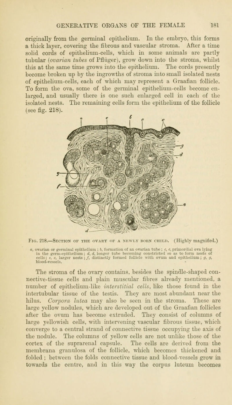 originally from the germinal epithelium. In the enibryo. this forms a thick layer, covering the fibrous and vascular stroma. After a time solid cords of epithelium-cells, which in some animals are partly tubular (ovarian tubes of Pfliiger), grow down into the stroma, whilst this at the same time grows into the epithelium. The cords presently become broken up by the ingrowths of stroma into small isolated nests of epithelium-cells, each of which may represent a Graafian follicle. To form the ova, some of the germinal epithelium-cells become en- larged, and usually there is one such enlarged cell hi each of the isolated nests. The remaining cells form the epithelium of the follicle (see fig. 218). Fig. 218.—Section' of the ovary <>f a newly born child. (Highly magnified.) a, ovarian or germinal epithelium : b. formation of an ovarian tube ; c, c, primordial ova lying in the germ-epithelium; <i, d, longer tube becoming constricted so as to form nests of cells; e, c larger nests ; /, distinctly formed follicle with ovum and epithelium; g, g, blood-vessels. The stroma of the ovary contains, besides the spindle-shaped con- nective-tissue cells and plain muscular fibres already mentioned, a number of epithelium-like interstitial cells, like those found in the intertubular tissue of the testis. They are most abundant near the hilus. Corpora lutea may also be seen in the stroma. These are large yellow nodules, which are developed out of the Graafian follicles after the ovum has become extruded. They consist of columns of large yellowish cells, with intervening vascular fibrous tissue, which converge to a central strand of connective tissue occupying the axis of the nodule. The columns of yellow cells are not unlike those of the cortex of the suprarenal capsule. The cells are derived from the membrana granulosa of the follicle, which becomes thickened and folded ; between the folds connective tissue and blood-vessels grow in towards the centre, and in this way the corpus luteuni becomes