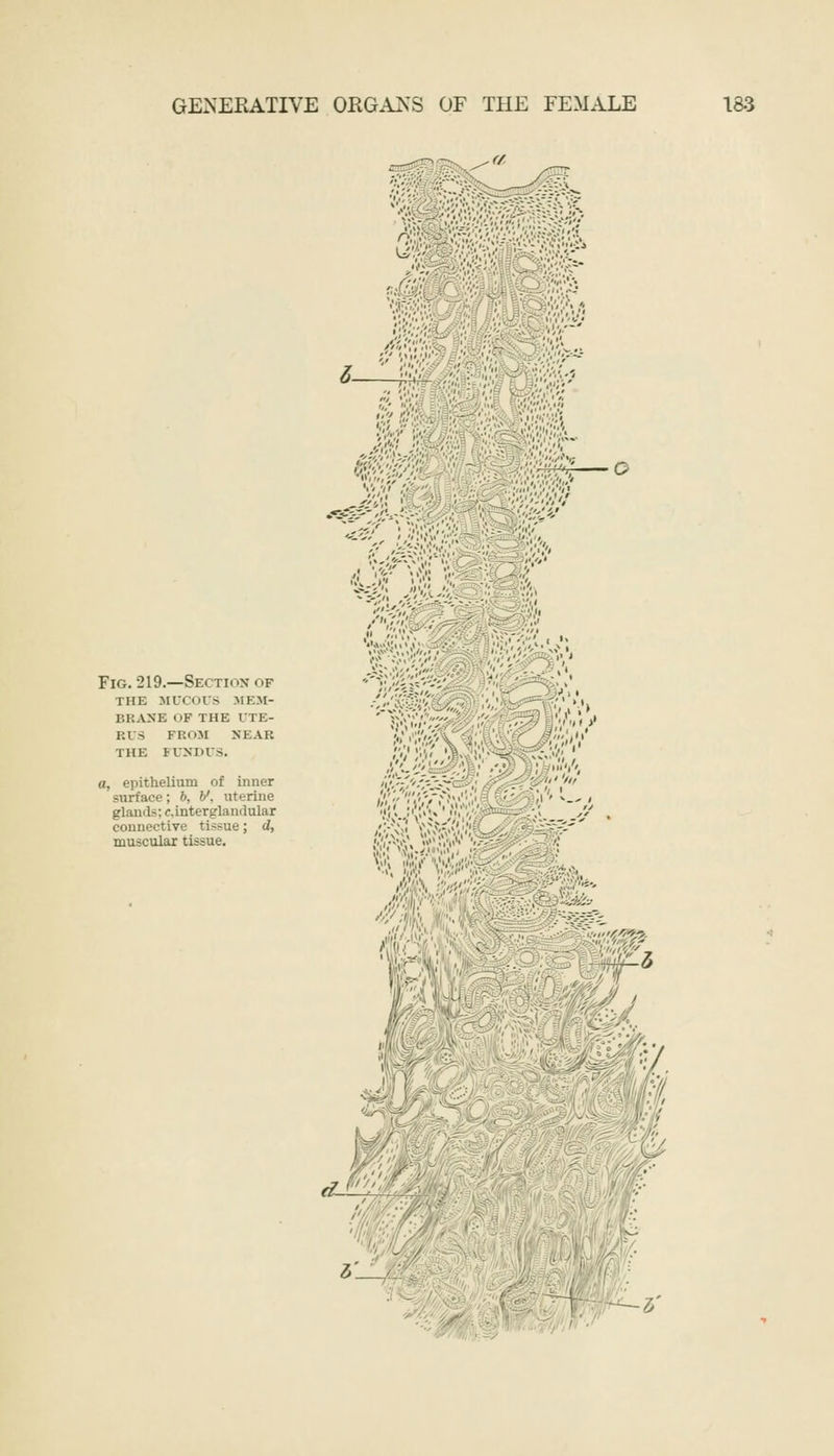 r-. V <5_il| I,';} ,'•'■' ■■ Fig. 219.—Sectioh of the mucous mem- brane of the ute- rus fr>>m near the fundus. o, epithelium of inner surface; 6, V, uterine glands; c,interglandulai connective ti>-ue; d, muscular tissue.