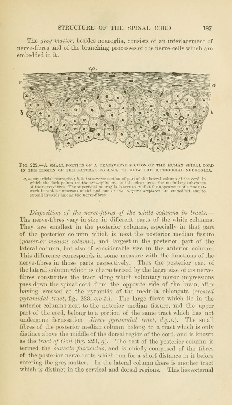 The grey matter, besides neuroglia, consists of an interlacement of nerve-fibres and of the branching processes of the nerve-cells which are embedded in it. ■v- •  • • n Fig. 222.=—A small portion of a transverse section of the human spinal cord IN THE REGION OF THE LATERAL COLUMN, TO SHOW THE SUPERFICIAL NEUROGLIA. a, a, superficial neuroglia : 6, b, transverse section of part of the lateral column of the cord, in which the dark points are the axis-cylinders, and the clear areas the medullar; substance of the nerve-fibres. The superficial neuroglia is seen to exhibit the appearance of a fine net- work in which numerous nuclei anil one or two corpora amylacea are embedded, and to extend inwards among the nerve-fibres. Disposition of the nerve-fibres of the ickite columns in tracts.— The nerve-fibres vary in size in different parts of the white columns. They are smallest in the posterior columns, especially in that part of the posterior column which is next the posterior median fissure (posterior median column), and largest in the posterior part of the lateral column, but also of considerable size in the anterior column. This difference corresponds in some measure with the functions of the nerve-fibres in those parts respectively. Thus the posterior part of the lateral column which is characterised by the large size of its nerve- fibres constitutes the tract along which voluntary motor impressions pass down the spinal cord from the opposite side of the brain, after having crossed at the pyramids of the medulla oblongata (crossed pyramidal tract, fig. 223, c.p.t.). The large fibres which lie in the anterior columns next to the anterior median fissure, and the upper part of the cord, belong to a portion of the same tract which has not undergone decussation (direct pyramidal tract, d.p.t.). The small fibres of the posterior median column belong to a tract which is only distinct above the middle of the dorsal region of the cord, and is known as the tract of Goll (fig. 22::. g). The rest of the posterior column is termed the cuneate fasciculus, and is chiefly composed of the fibres of the posterior nerve-roots which run for a short distance in it before entering the grey matter. In the lateral column there is another tract which is distinct in the cervical and dorsal regions. This lies external