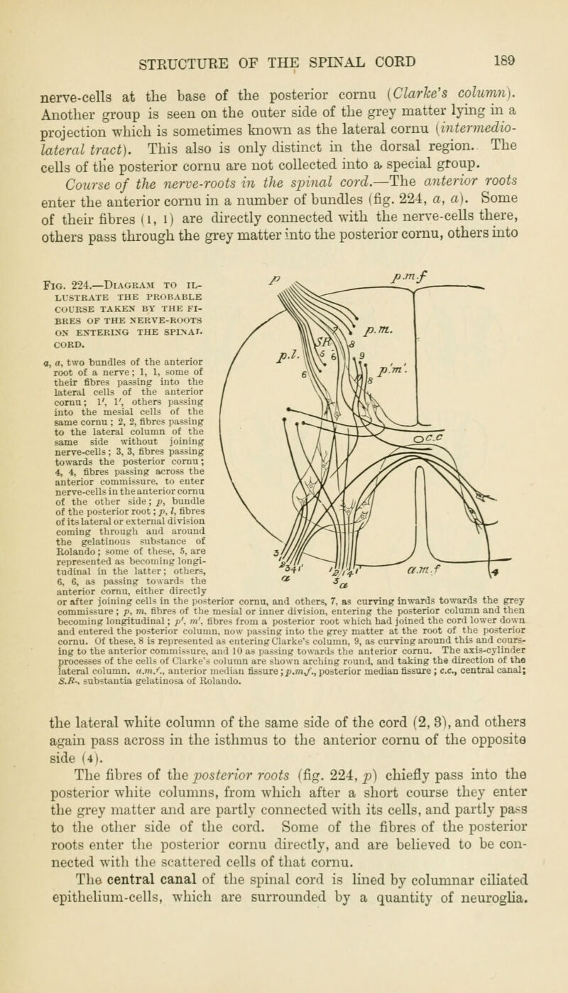 nerve-cells at the base of the posterior cornu (Clarke's column). Another group is seen on the outer side of the grey matter lying in a projection which is sometimes known as the lateral cornu (intermedio- lateral tract). This also is only distinct in the dorsal region. The cells of tlie posterior cornu are not collected into a special group. Course of the nerve-roots in the spinal cord.—The anterior roots enter the anterior cornu in a number of bundles (fig. 224, a, a). Some of their fibres (i, l) are directly connected with the nerve-cells there, others pass through the grey matter into the posterior cornu, others into p.m.f Fig. 224.—Diagram to il- lustrate THE PROBABLE COURSE TAKEN BY THE FI- BRES OF THE NERVE-ROOTS ON ENTERING THE SPINAL CORD. a, a, two bundles of the anterior root of a nerve; 1, 1, some of their fibres passing into the lateral cells of the anterior cornu; 1', 1', others passing into the mesial cells of the same cornu ; 2, 2, fibres passing to the lateral column of the same side without joining nerve-cells ; 3, 3, fibres passing towards the posterior cornu; 4, 4, fibres passing across the anterior commissure, to enter nerve-cells in the anterior cornu of the other side; p, bundle of the posterior root; p, I, fibres of its lateral or external divi~ii in coming through and around the gelatinous substance of Rolando; some of these, 5, are represented as becoming longi- tudinal in the latter; others, 6, 6, as passing toward- the anterior cornu, either directly or after joining cells in the posterior cornu, and others, 7, as curving inwards towards the grey commissure ; p, to, fibres of the mesial or inner division, entering the posterior column and then becoming longitudinal; //, m', fibres from a posterior root which had joined the cord lower down and entered the posterior column, now passing into the grey matter at the root of the posterior cornu. Of these, 8 is represented as entering Clarke's column, 9, as curving around this and cours- ing to the anterior commissnre, and lit as passing towards the anterior cornu. The axis-cylinder processes of the cells of Clarke's column are shown arching round, and taking the direction of the lateral column, tun.f., anterior median fissure ;p.mj., posterior median fissure ; c.c, central canal; S.R-, substantia gelatinosa of Rolando. the lateral white column of the same side of the cord (2, 3\ and others again pass across in the isthmus to the anterior cornu of the opposite side U|. The fibres of the posterior roots (fig. 224, p) chiefly pass into the posterior white columns, from which after a short course they enter the grey matter and are partly connected with its cells, and partly pass to the other side of the cord. Some of the fibres of the posterior roots enter the posterior cornu directly, and are believed to be con- nected with the scattered cells of that cornu. The central canal of the spinal cord is lined by columnar ciliated epithelium-cells, which are surrounded by a quantity of neuroglia.