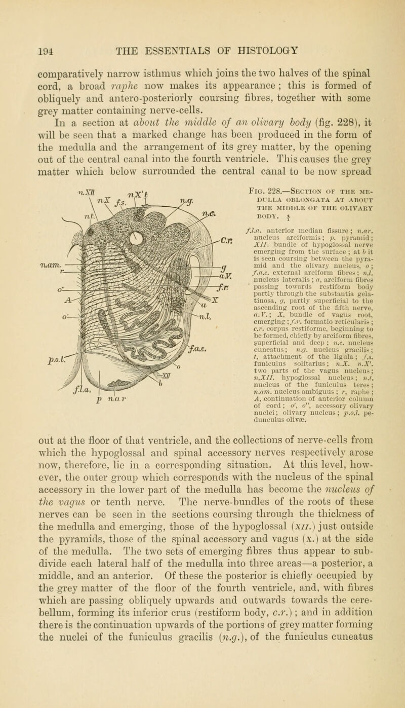 comparatively narrow isthmus which joins the two halves of the spinal cord, a broad raphe now makes its appearance ; this is formed of obliquely and antero-posteriorly coursing fibres, together with some grey matter containing nerve-cells. In a section at about the middle of an olivary body (fig. 228), it will be seen that a marked change has been produced in the form of the medulla and the arrangement of its grey matter, by the opening out of the central canal into the fourth ventricle. This causes the grey matter which below surrounded the central canal to be now spread •vM nX't nX f.s. p n.a Fig. 228.—Section of the me- dulla OBLONGATA AT ABOUT THE MIDDLE OF THE OLIVARY BODY, i f.l.n. anterior median fissure; n.a): nucleus axciformis; p, pyramid; XII. bundle of hypoglossal nerve emerging from the surface ; at b it is seen coursing between the pyra- mid and the olivary nucleus, o; f.a.e. external arciform fibres: n.l. nucleus lateralis ; «, arciform fibres passing towards restiform body partly through the substantia tiuosa. ;/. partly superficial to tbe ascending root of the fifth nerve, o.V.; X, bundle of vagus root, emerging \f.r. formatio reticularis ; c.r. corpus restiforme, beginning to be formed, chiefly by arciform fibre-. superficial and deep : n.c. nucleus cuneatus; n.g. nucleus gracilis; t. attachment of the ligula; /.s. funiculus solitarius; n.X. n.X'. two parts of the vagus nucli as; n.XII. hypoglossal nucleus: i,.t. nucleus of the funiculus teres ; n.am. nucleus ambiguus; /•, r< A, continuation of anterior column of cord: o', o, accessory olivary nuclei; olivary nucleus; p.o.l. pe- duuculus olivaa. out at the floor of that ventricle, and the collections of nerve-cells from which the hypoglossal and spinal accessory nerves respectively arose now, therefore, lie in a corresponding situation. At this level, how- ever, the outer group which corresponds with the nucleus of the spinal accessory in the lower part of the medulla has become the nucleus of the vagus or tenth nerve. The nerve-bundles of the roots of these nerves can be seen in the sections coursing through the thickness of the medulla and emerging, those of the hypoglossal (ay/.) just outside the pyramids, those of the spinal accessory and vagus (x.) at the side of the medulla. The two sets of emerging fibres thus appear to sub- divide each lateral half of the medulla into three areas—a posterior, a middle, and an anterior. Of these the posterior is chiefly occupied by the grey matter of the floor of the fourth ventricle, and, with fibres which are passing obliquely upwards and outwards towards the cere- bellum, forming its inferior eras (restiform body, c.r.); and in addition there is the continuation upwards of the portions of grey matter forming the nuclei of the funiculus gracilis (n.g.), of the funiculus cuneatus