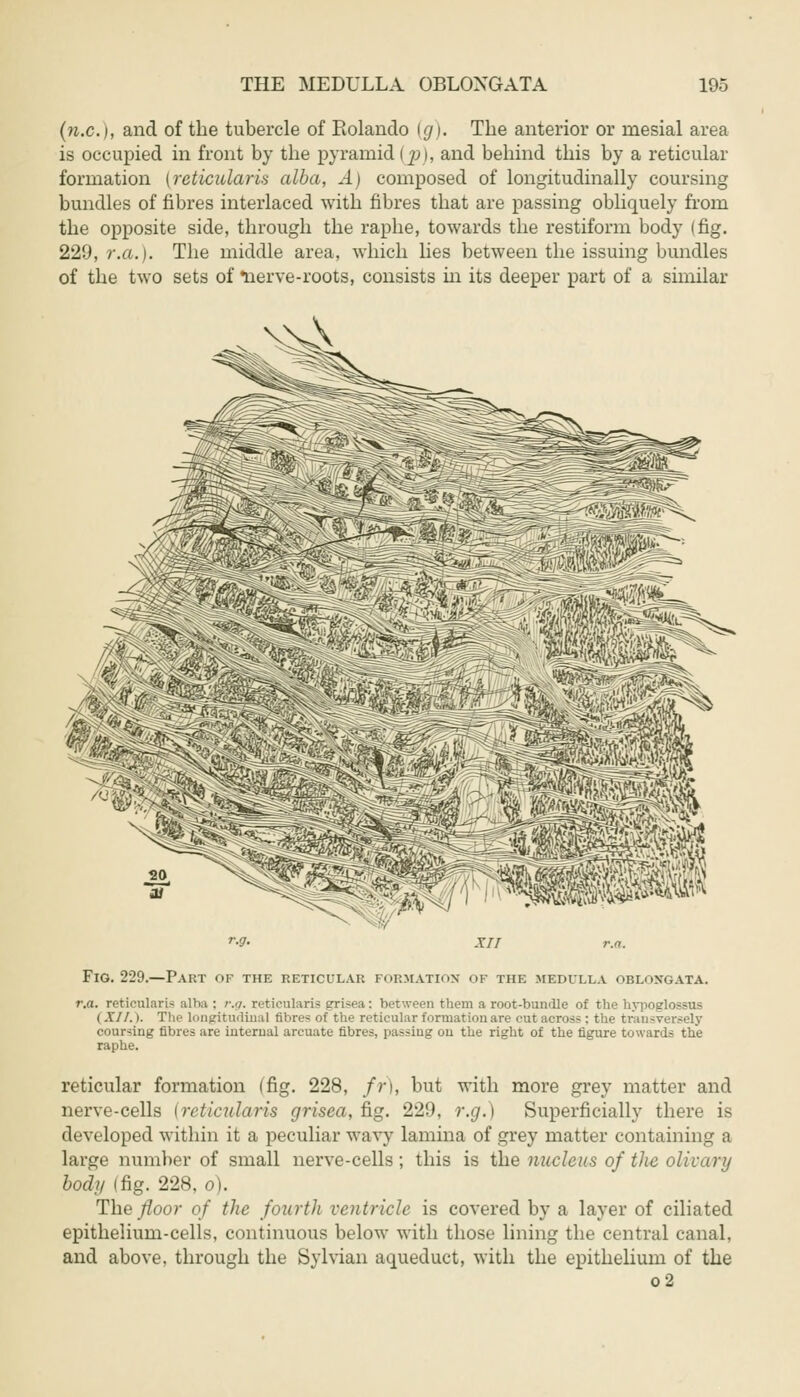 (nx.}, and of the tubercle of Eolaudo {g). The anterior or mesial area is occupied in front by the pyramid [p), and behind this by a reticular formation (reticularis alba, A) composed of longitudinally coursing bundles of fibres interlaced with fibres that are passing obliquely from the opposite side, through the raphe, towards the restiform body (fig. 229, r.a.). The middle area, which lies between the issuing bundles of the two sets of *nerve-roots, consists in its deeper part of a similar XII r.a. Fig. 229.—Part of the reticular formation <iv the medulla oblongata. r.a. reticularis alba : /■.</. reticularis grisea: between them a root-bundle of the hypoglossal ( XII.). The longitudinal fibres of the reticular formation are out across : the transversely coursing fibres are internal arcuate fibres, passing on the right of the figure towards the raphe. reticular formation (fig. 228, fr), but with more grey matter and nerve-cells [retictda/ris grisea, fig. 229, r.g.) Superficially there is developed within it a peculiar wavy lamina of grey matter containing a large number of small nerve-cells; this is the nucleus of the olivary bochi (fig. 228, o). The floor of the fourth ventricle is covered by a layer of ciliated epithelium-cells, continuous below with those lining the central canal, and above, through the Sylvian aqueduct, with the epithelium of the o2