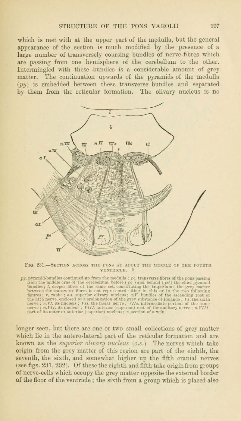 which is met with at the upper part of the medulla, but the general appearance of the section is much modified by the presence of a large number of transversely coursing bundles of nerve-fibres which are passing from one hemisphere of the cerebellum to the other. Intermingled with these bundles is a considerable amount of grey matter. The continuation upwards of the pyramids of the medulla (py) is embedded between these transverse bundles and separated by them froru the reticular formation. The olivary nucleus is no Fig. 231.—Section across the pons at about the middle of the fourth VENTRICLE, f py, pyramid-bundle? continued up from the medulla ; po, transverse fibre? of the pons passing from the middle cru- of the cerebellum, before (po ) and behind (po1) the chief pyramid bundles ; t, deeper fibres of the same set. constituting the trapezium ; the grey matter between the transverse fibres is not represented either in this or in the two following' figure-: r. raphe; o.s. superior olivary nnclens; a.V. bundles of the ascending root of the fifth nerve, enclosed by a prolongation of the grey substance of Rolando ; VI. the sixth nerve : n.YI. its nucleus ; VII. the facial nerve : Vila, intermediate portion of tl nerve : n. VII. its nnclens : VIII. anterior < superior) root of the auditory nerve ; n. VIIJ. part of its outer or anterior (superior) nucleus ; r. section of a vein. longer seen, but there are one or two small collections of grey matter which lie in the antero-lateral part of the reticular formation and are known as the superior olivary nucleus \o.s.) The nerves which take origin from the grey matter of this region are part of the eighth, the seventh, the sixth, and somewhat higher up the fifth cranial nerves (see figs. 231, 232). Of these the eighth and fifth take origin from groups of nerve-cells which occupy the grey matter opposite the external border of the floor of the ventricle ; the sixth from a group which is placed also