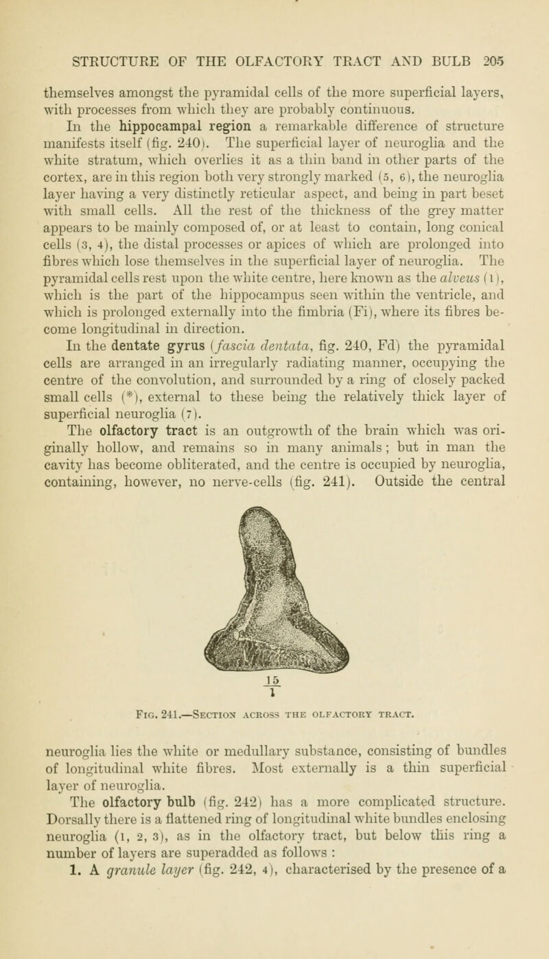 themselves amongst the pyramidal cells of the more superficial layers, with processes from which they are probably continuous. In the hippocampal region a remarkable difference of structure manifests itself (fig. 240). The superficial layer of neuroglia and the white stratum, which overlies it as a thin band in other parts of the cortex, are in this region both very strongly marked (5, 6), the neuroglia layer having a very distinctly reticular aspect, and being in part beset with small cells. All the rest of the thickness of the grey matter appears to be mainly composed of, or at least to contain, long conical cells (3, 4), the distal processes or apices of which are prolonged into fibres which lose themselves in the superficial layer of neuroglia. The pyramidal cells rest upon the white centre, here known as the atoms (l), which is the part of the hippocampus seen within the ventricle, and which is prolonged externally into the fimbria (Fi), where its fibres be- come longitudinal in direction. In the dentate gyrus (fascia dentata, fig. 240, Fd) the pyramidal cells are arranged in an irregularly radiating manner, occupying the centre of the convolution, and surrounded by a ring of closely packed small cells (*), external to these being the relatively thick layer of superficial neuroglia (7). The olfactory tract is an outgrowth of the brain which was ori- ginally hollow, and remains so in many animals ; but in man the cavity has become obliterated, and the centre is occupied by neuroglia, containing, however, no nerve-cells (fig. 241). Outside the central Fig. 241.—Section across the olfactory tract. neuroglia lies the white or medullary substance, consisting of bundles of longitudinal white fibres. Most externally is a thin superficial layer of neuroglia. The olfactory bulb (fig. 242) has a more complicated structure. Dorsally there is a flattened ring of longitudinal white bundles enclosing neuroglia (l, 2, 3), as in the olfactory tract, but below this ring a number of layers are superadded as follows : 1. A granule layer (fig. 242, 4), characterised by the presence of a