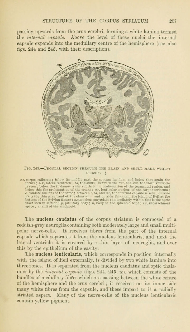 passing upwards from the crus cerebri, forming a white lamina termed the internal capsule. Above the level of these nuclei the internal capsule expands into the medullary centre of the hemisphere (see also figs. 244 and 245, with their description). Fig. 243.—Frontal section- through the brain and skull made whilst FROZEN. h c.c. corpus callosum ; below its middle part the septum lucidum. and below that again the fornix ; L V, Lateral ventricle : ih, thalamus : between the two thalaroi the third ventricle j- jeen : below the- thalamus is the subthalamic prolongation of the tegmental region, and below this the prolongation of the crusta ; str, lenticular nucleus of the corpus striatum ; c, caudate nucleus of the same ; between c. th, and sir, the internal capsule i~ seen ; outside tlr i- the thin grey band of the claustrum. and outside this again the island of Beil at the bottom of the Sylvian fissure : n.a. nucleus amygdala-: immediately within this is the optic tract seen in section ; p, pituitary body ; B, body of the sphenoid bone ; sa, subarachnoid space ; v, villi of the arachnoid. The nucleus caudatus of the corpus striatum is composed of a reddish-grey neuroglia containing both moderately large and small multi- polar nerve-cells. It receives fibres from the part of the internal capsule which separates it from the nucleus lenticularis, and next the lateral ventricle it is covered by a thin layer of neuroglia, and over this by the epithelium of the cavity. The nucleus lenticularis, which corresponds in position internally with the island of Reil externally, is divided by two white lamina? into three zones. It is separated from the nucleus caudatus and optic thala- mus by the internal capsule (figs. 244, 245, ic), which consists of the bundles of medullary fibfes which are passing between the white centre of the hemisphere and the crus cerebri; it receives on its inner side many white fibres from the capsule, and these impart to it a radially striated aspect. Many of the nerve-cells of the nucleus lenticularis contain yellow pigment.