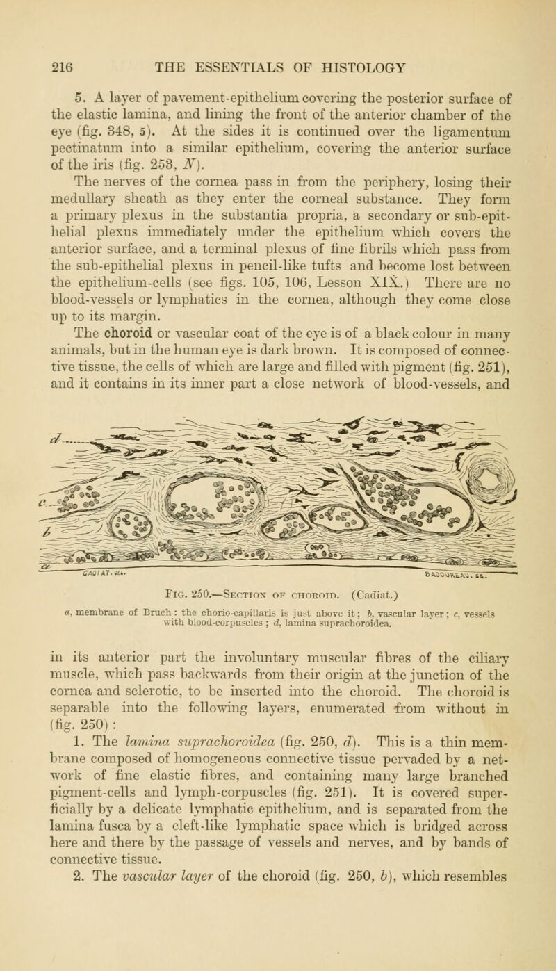 5. A layer of pavement-epithelium covering the posterior surface of the elastic lamina, and lining the front of the anterior chamber of the eye (fig. 348, 5). At the sides it is continued over the ligamentum pectinatiun into a similar epithelium, covering the anterior surface of the iris (fig. 253, J\T). The nerves of the cornea pass in from the periphery, losing their medullary sheath as they enter the corneal substance. They form a primary plexus in the substantia propria, a secondary or sub-epit- helial plexus immediately under the epithelium which covers the anterior surface, and a terminal plexus of fine fibrils which pass frorn the sub-epithelial plexus in pencil-like tufts and become lost between the epithelium-cells (see figs. 105, 106, Lesson XIX.) There are no blood-vessels or lymphatics in the cornea, although they come close up to its margin. The choroid or vascular coat of the eye is of a black colour in many animals, but in the human eye is dark brown. It is composed of connec- tive tissue, the cells of which are large and filled with pigment (fig. 251), and it contains in its inner part a close network of blood-vessels, and 6M0»KE.Si7»tr Fig. 250.—Section of choroid. (Cacliat.) «, membrane of Bruch : the chorio-capillaris is just above it; 6. vascular layer; e, vessels with blood-corpuscles ; d, lamina suprachoroid^. in its anterior part the involuntary muscular fibres of the ciliary muscle, which pass backwards from their origin at the junction of the cornea and sclerotic, to be inserted into the choroid. The choroid is separable into the following layers, enumerated from without in (fig. 250) : 1. The lamina suprachoroidea (fig. 250, d). This is a thin mem- brane composed of homogeneous connective tissue pervaded by a net- work of fine elastic fibres, and containing many large branched pigment-cells and lymph-corpuscles (fig. 251). It is covered super- ficially by a delicate lymphatic epithelium, and is separated from the lamina fusca by a cleft-like lymphatic space which is bridged across here and there by the passage of vessels and nerves, and by bands of connective tissue. 2. The vascular layer of the choroid (fig. 250, b), which resembles