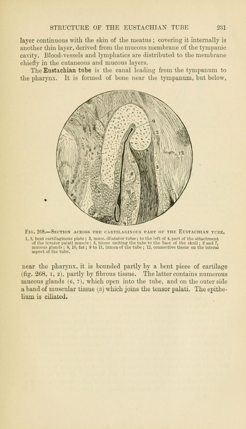 layer continuous with the skin of the meatus ; covering it internally is another thin layer, derived from the mucous membrane of the tympanic cavity. Blood-vessels and lymphatics are distributed to the membrane chiefly in the cutaneous and mucous layers. The Eustachian tube is the canal leading from the tympanum to the pharynx. It is formed of bone near the tympanum, but below, Fig. 268.—Section across the cartilaginous part of the Eustachian tube. 1, 2, bent cartilaginous plate ; 3, muse, dilatator tuba? ; to the left of 4, part of the attachment of the levator palati muscle : 5, tissue uniting the tube to the base of the skull; 6 and 7, mucous glands ; 8, 10, fat; 9 to 11, lumen of the tube ; 12, connective tissue on the lateral aspect of the tube. near the pharynx, it is bounded partly by a bent piece of cartilage (fig. 268, l, 2), partly by fibrous tissue. The latter contains numerous mucous glands (6, 7), which open into the tube, and on the outer side a band of muscular tissue (3) which joins the tensor palati. The epithe- lium is ciliated.