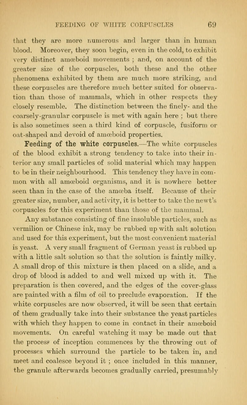 that tliey are more numerous and larger than in human blood. Moreover, they soon begin, even in the cold, to exhibit \'ery distinct amaboid movements ; and, on account of the ifi-eater size of tlie corpuscles, both these and the other phenomena exhibited by them are much more striking, and these corpuscles are therefore much better suited for observa- tion than those of mammals, which in other respects they closely resemble. The distinction between the tincly- and the coarsely-granular corpuscle is met with again here ; but there is also sometimes seen a third kind of corpuscle, fusiform or oat-shaped and devoid of ania'l)oid properties. Feeding of the white corpuscles.—The white corpuscles of the blood exhibit a strong tendency to take into their in- terior any small particles of solid material which may happen til be in their neighbourhood. This tendency they ha\-e in com- mon with all amoeboid organisms, and it is nowhere better seen than in the case of the amoeba itself. Because of their greater size, number, and activity, it is better to take the newt's corpuscles for this experiment than those of the mammal. Any substance consisting of fine insoluble particles, such as \ ermilion or Chinese ink, may be rubbed up with salt solution and used for this experiment, but the most convenient material is yeast. A very small fragment of German yeast is rubbed up with a little salt solution so that the solution is faintly milky. A small drop of this mixture is then placed on a slide, and a drop of blood is added to and well mixed up with it. The preparation is then covered, and the edges of the cover-glass are painted with a film of oil to preclude evaporation. If the white corpuscles are now observed, it will be seen that certain of them gradually take into their substance the yeast particles with which they happen to come in contact in their amoeboid movements. On careful watching it may be made out that the process of inception commences by the throwing out of processes which surround the particle to be taken in, and meet and coalesce beyond it ; once included in this manner, the granule afterwards becomes gradually carried, presumably