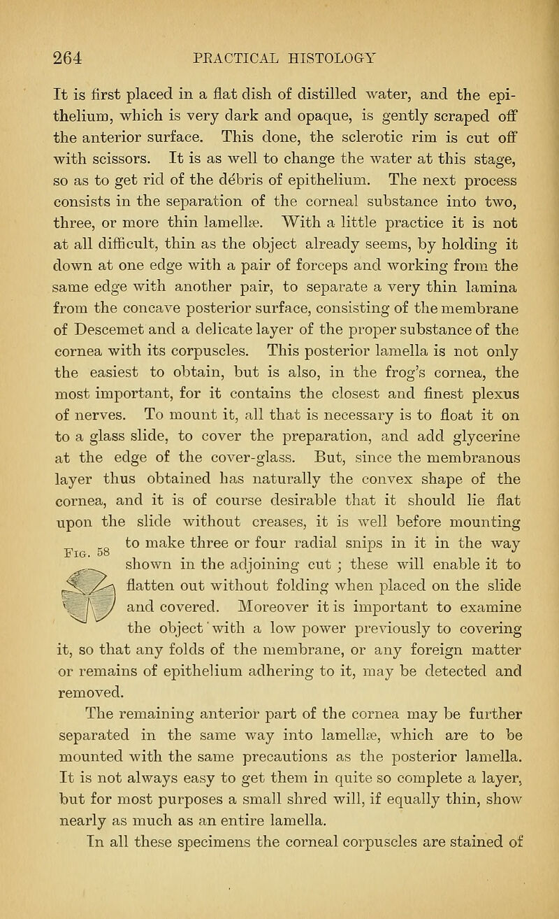 It is first placed in a flat dish of distilled water, and the epi- theliuDQ, which is very dark and opaque, is gently scraped off the anterior surface. This done, the sclerotic rim is cut off with scissors. It is as well to change the water at this stage, so as to get rid of the debris of epithelium. The next process consists in the separation of the corneal substance into two, three, or more thin lamellge. With a little practice it is not at all difficult, thin as the object already seems, by holding it down at one edge with a pair of forceps and working from the same edge with another pair, to separate a very thin lamina from the concave posterior surface, consisting of the membrane of Descemet and a delicate layer of the proper substance of the cornea with its corpuscles. This posterior lamella is not only the easiest to obtain, but is also, in the frog's cornea, the most important, for it contains the closest and finest plexus of nerves. To mount it, all that is necessary is to float it on to a glass slide, to cover the preparation, and add glycerine at the edge of the cover-glass. But, since the membranous layer thus obtained has naturally the convex shape of the cornea, and it is of course desirable that it should lie flat upon the slide without creases, it is well before mounting to make three or four radial snips in it in the way shown in the adjoining cut ; these will enable it to flatten out without folding when placed on the slide and covered. Moreover it is important to examine the object' with a low power previously to covering it, so that any folds of the membrane, or any foreign matter or remains of epithelium adhering to it, may be detected and removed. The remaining anterior part of the cornea may be further separated in the same way into lamellte, which are to be mounted with the same precautions as the posterior lamella. It is not always easy to get them in quite so complete a layer, but for most purposes a small shred will, if equally thin, show nearly as much as an entire lamella. In all these specimens the corneal corpuscles are stained of