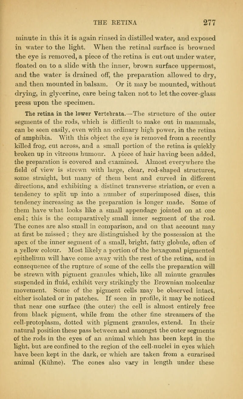 minute in tliis it is ;igain rinsed in distilled water, and exposed in water to the light. When the retinal surface is browned the eye is removed, a piece of the retina is cut out under water, Heated on to a slide with the inner, brown surface uppermost, and the water is drained off, the prepai-ation allowed to di-y, and then mounted in balsam. Or it may be mounted, without drying, in glycerine, care being taken not to let the cover-glass press upon the specimen. The retina in the lower Vertebrata.—The structure of the outer segments of the rods, which is difficult to make out in mammals, can be seen easily, even with an ordinary high power, in the retina of amphibia. With this object the eye is removed from a recently killed frog, cut across, and a small portion of the retina is quickly broken up in vitreous biunour. A piece of hair having been added, the preparation is covered and examined. Almost everywhere the field of \ie\v is strewn with large, clear, rod-shaped structures, some straight, but many of them bent and curved in different directions, and exhibiting a distinct transverse striation, or even a tendency to split up into a number of superimposed discs, this tendency increasing as the preparation is longer made. Some of them have what looks like a small appendage jointed on at one end; this is the comparatively small inner segment of the rod. The cones are also small in comparison, and on that account may at first be missed ; they are distinguished by the possession at the apex of the inner segment of a small, bright, fatty globule, often of a yellow colour. Most likely a portion of the hexagonal pigmented epitheUum will have come away with the rest of the retina, and in consequence of the rupture of some of the cells the preparation will be strewn with pigment granules which, like all minute granules suspended in fluid, exhibit very strikingly the Brownian moleciilar movement. Some of the pigment cells may be observed intact, either isolated or in patches. If seen in profile, it may be noticed that near one surface (the oiiter) the cell is almost entirely free from black pigment, while fi^om the other fine streamers of the cell-protoplasm, dotted with pigment granules, extend. In their natural position these pass between and amongst the outer segments of the rods in the eyes of an animal which has been kept in the light, biat are confined to the region of the cell-nuclei in eyes which have been kept in the dark, or which are taken from a curarised annual (Kiihne). The cones also vary in length under these