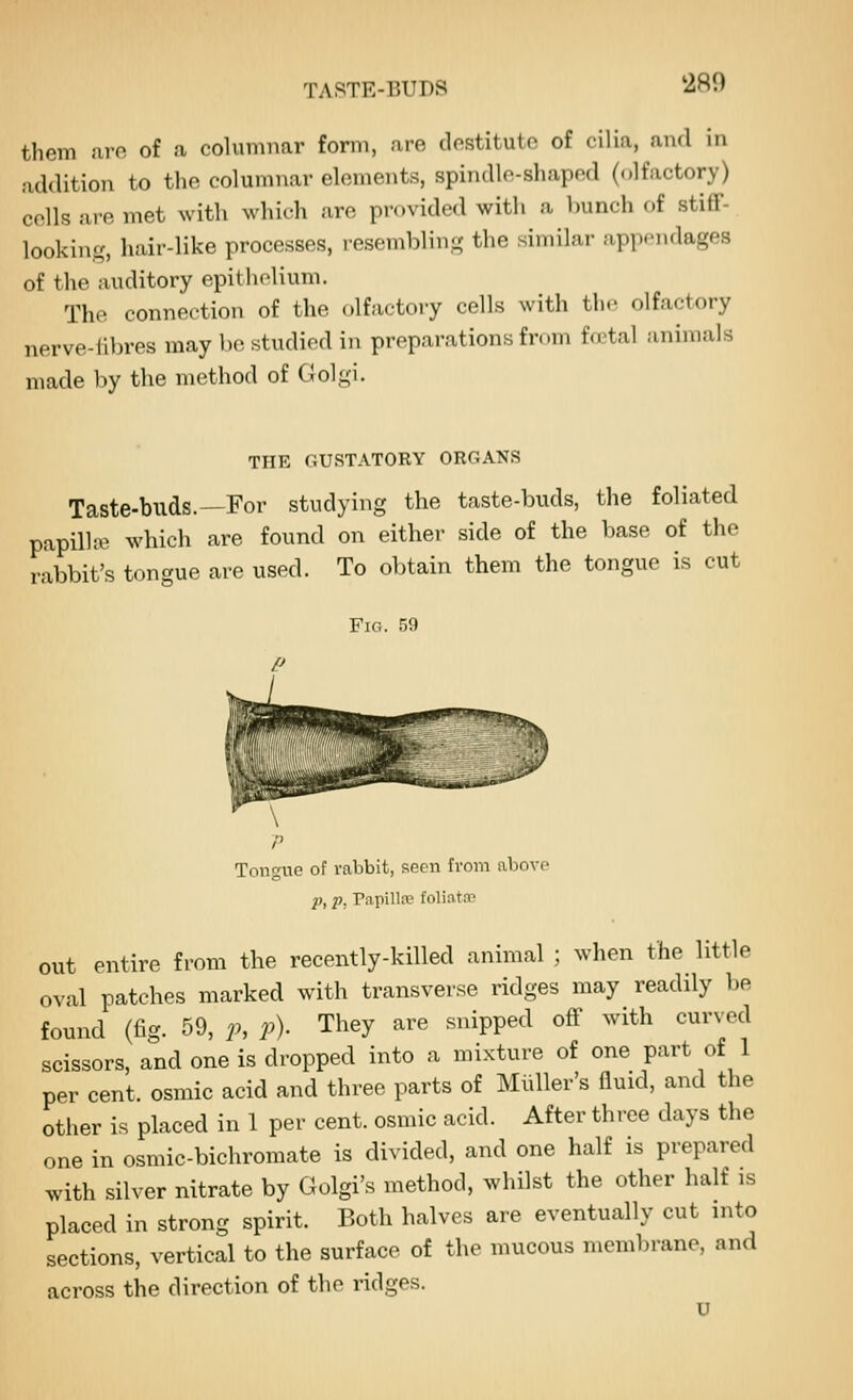 TASTE-BUDS 280 them !iro of a columnar form, are destitute of cilia, ami in addition to the columnar elements, spindle-shaped (olfactory) colls are met with which are provided with a bunch of stiff- looking, hair-like processes, resembling the similar .ippondages of the auditory epithelium. The connection of the olfactory cells with the olfactory nerve-iil)res may be studied in preparations from fretal animals made by the method of Golgi. THE GUSTATORY ORGANS Taste-buds.—For studying the taste-buds, the foliated papilhv which are found on either side of the base of the rabbit's tongue are used. To obtain them the tongue is cut Fig. 59 Tongue of rabbit, seen from above ;), p. Papilla? foliata> out entire from the recently-killed animal ; when the little oval patches marked with transverse ridges may readily be found (fig. 59, 2h P)- They are snipped off with curved scissors, and one is dropped into a mixture of one part of 1 per cent, osmic acid and three parts of Miiller's fluid, and the other is placed in 1 per cent, osmic acid. After three days the one in osmic-bichromate is divided, and one half is prepared with silver nitrate by Golgi's method, whilst the other half is placed in strong spirit. Both halves are eventually cut into sections, vertical to the surface of the mucous membrane, and across the direction of the ridges.