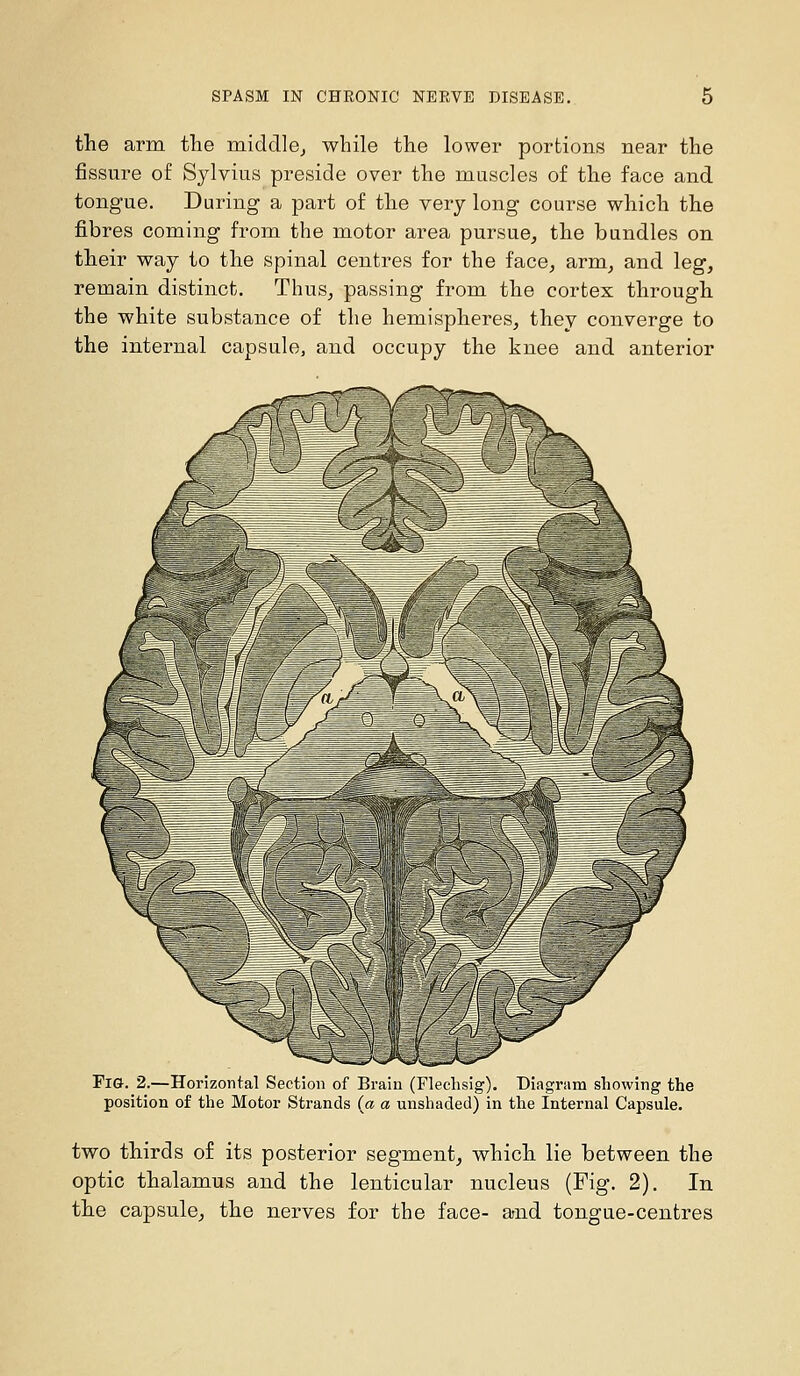 the arm tlie middle^ while the lower portions near the fissure of Sylvius preside over the muscles of the face and tongue. During a part of the very long course which the fibres coming from the motor area pursue, the bundles on their way to the spinal centres for the face, arm, and leg, remain distinct. Thus, passing from the cortex through the white substance of the hemispheres, they converge to the internal capsule, and occupy the knee and anterior Fig. 2.—Horizontal Section of Brain (Fleclisig). Diagram showing the position of the Motor Strands {a a unshaded) in the Internal Capsule. two thirds of its posterior segment, which lie between the optic thalamus and the lenticular nucleus (Fig. 2). In the capsule, the nerves for the face- and tongue-centres