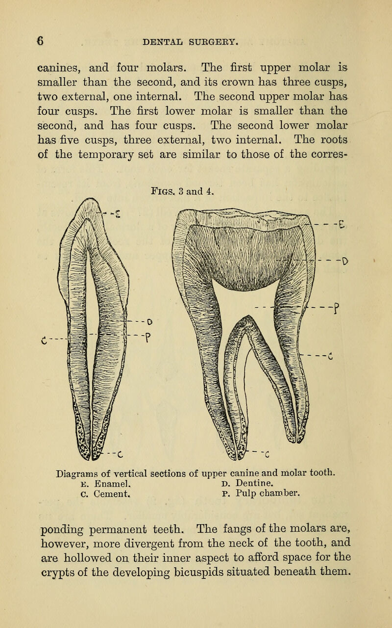 canines, and four molars. The first tipper molar is- smaller than the second, and its crown has three cusps, two external, one internal. The second upper molar has four cusps. The first lower molar is smaller than the second, and has four cusps. The second lower molar has five cusps, three external, two internal. The roots of the temporary set are similar to those of the corres- FiGS. 3 and 4. 1 -0 — 0 ---P Diagrams of vertical sections of upper canine and molar tooth. E. Enamel. D. Dentine. c. Cement. P. Pulp chamber. ponding permanent teeth. The fangs of the molars are, however, more divergent from the neck of the tooth, and are hollowed on their inner aspect to afford space for the crypts of the developing bicuspids situated beneath them.