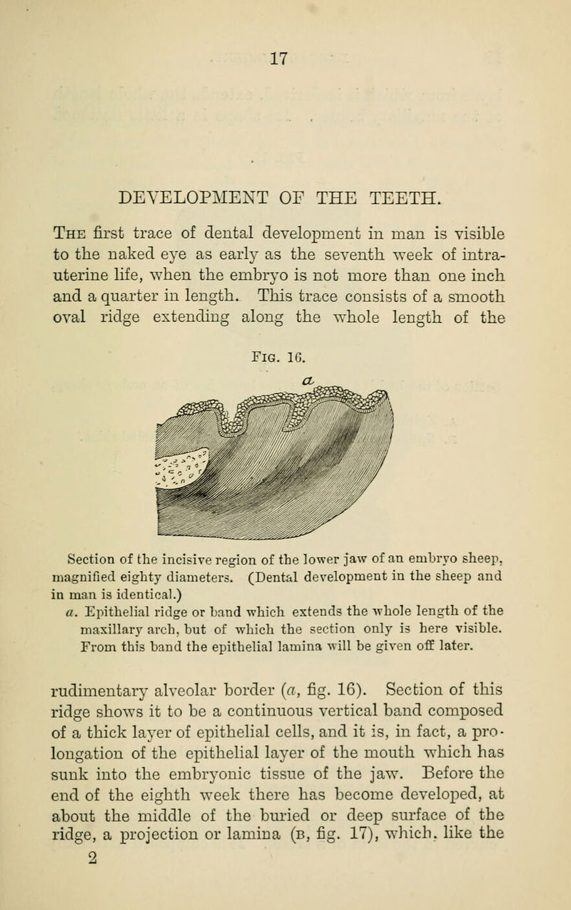 DEVELOPMENT OF THE TEETH. The first trace of dental development in man is visible to the naked eye as early as the seventh vreek of intra- uterine life, when the embryo is not more than one inch and a quarter in length. This trace consists of a smooth oval ridge extending along; the whole length of the Fig. 1G. ,^^: Section of the incisive region of the lower jaw of an embryo sheep, magnified eighty diameters. (Dental development in the sheep and in man is identical.) a. Epithelial ridge or band which extends the whole length of the maxillary arch, but of which the section only is here visible. From this band the epithelial lamina will be given off later. rudimentary alveolar border {a, fig. 16). Section of this ridge shows it to be a continuous vertical band composed of a thick layer of epithelial cells, and it is, in fact, a pro- longation of the epithelial layer of the mouth which has sunk into the embryonic tissue of the jaw. Before the end of the eighth week there has become developed, at about the middle of the buried or deep surface of the ridge, a projection or lamina (b, fig. 17), which, like the 2